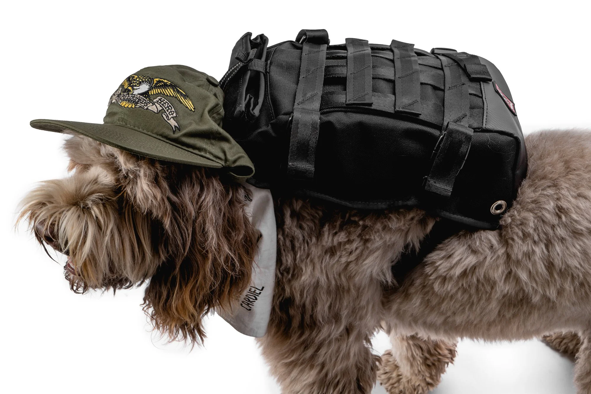 ChromeIndustries_UnleashedCollection_DogsOfChrome-Maggie3.jpg