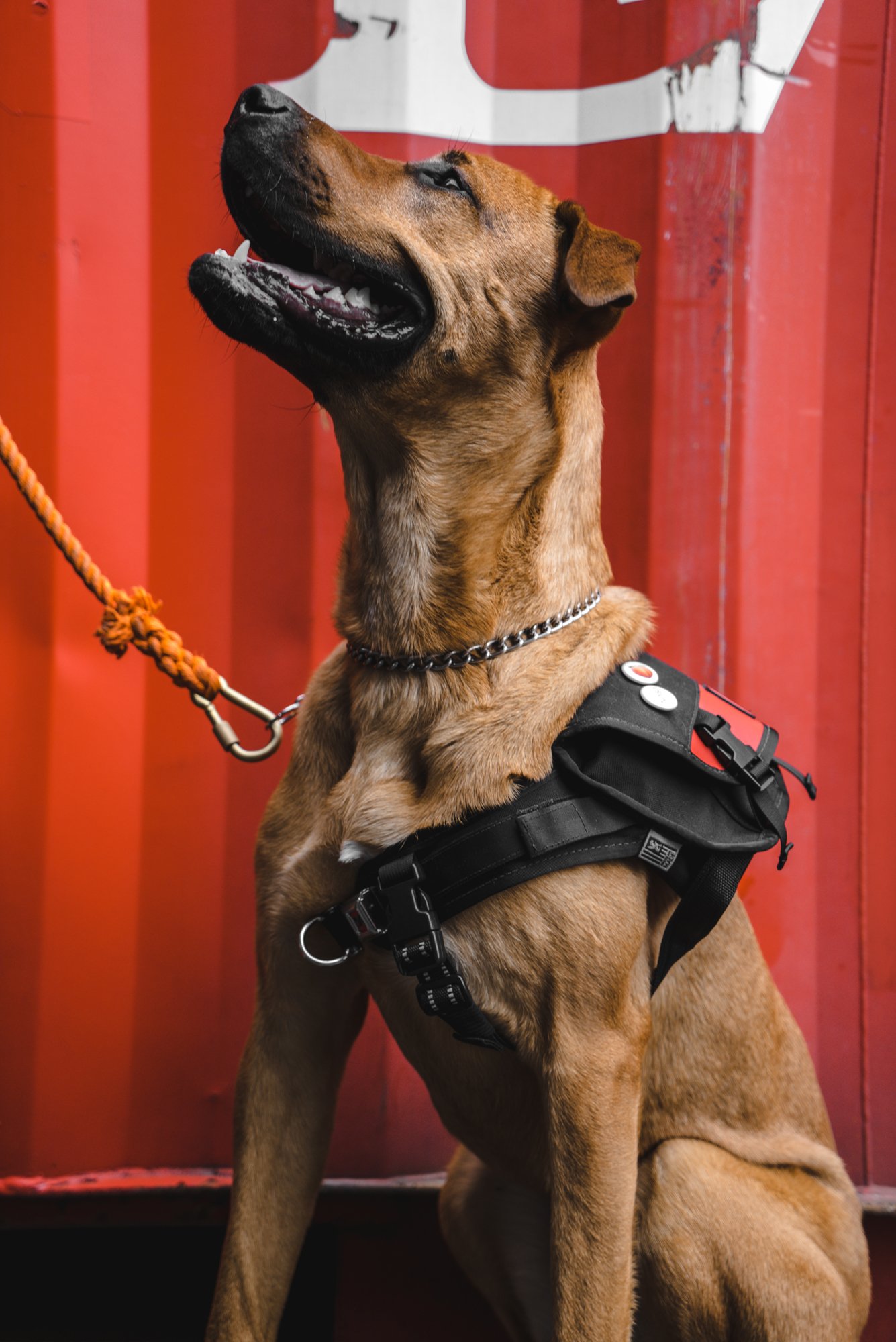 ChromeIndustries_UnleashedCollection_DogsOfChrome-00443.jpg
