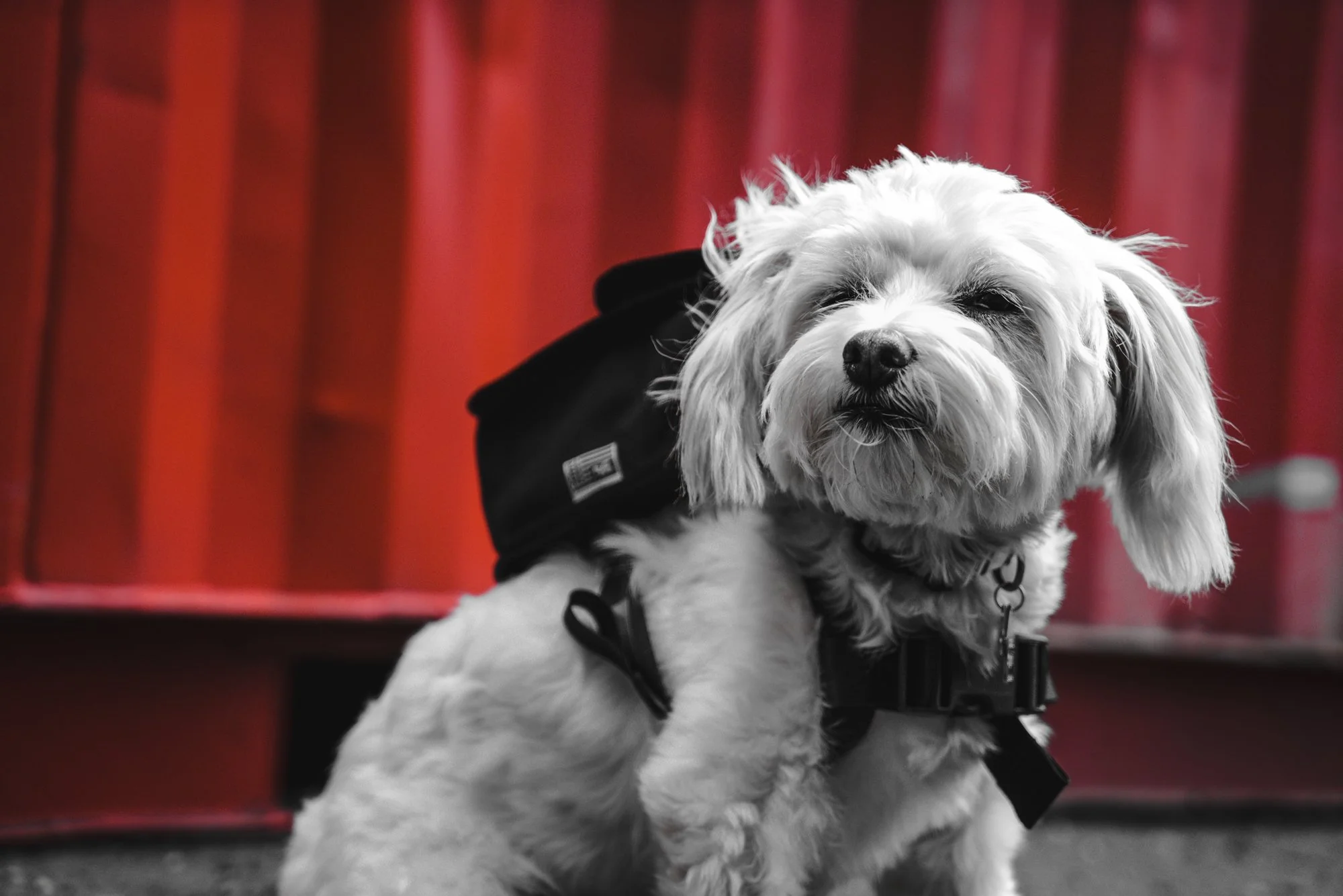 ChromeIndustries_UnleashedCollection_DogsOfChrome-00148.jpg