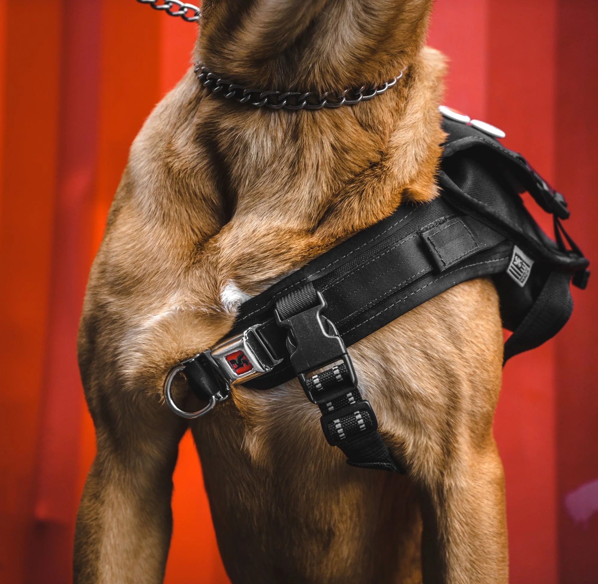 ChromeIndustries_UnleashedCollection_DogsOfChrome-00430.jpg
