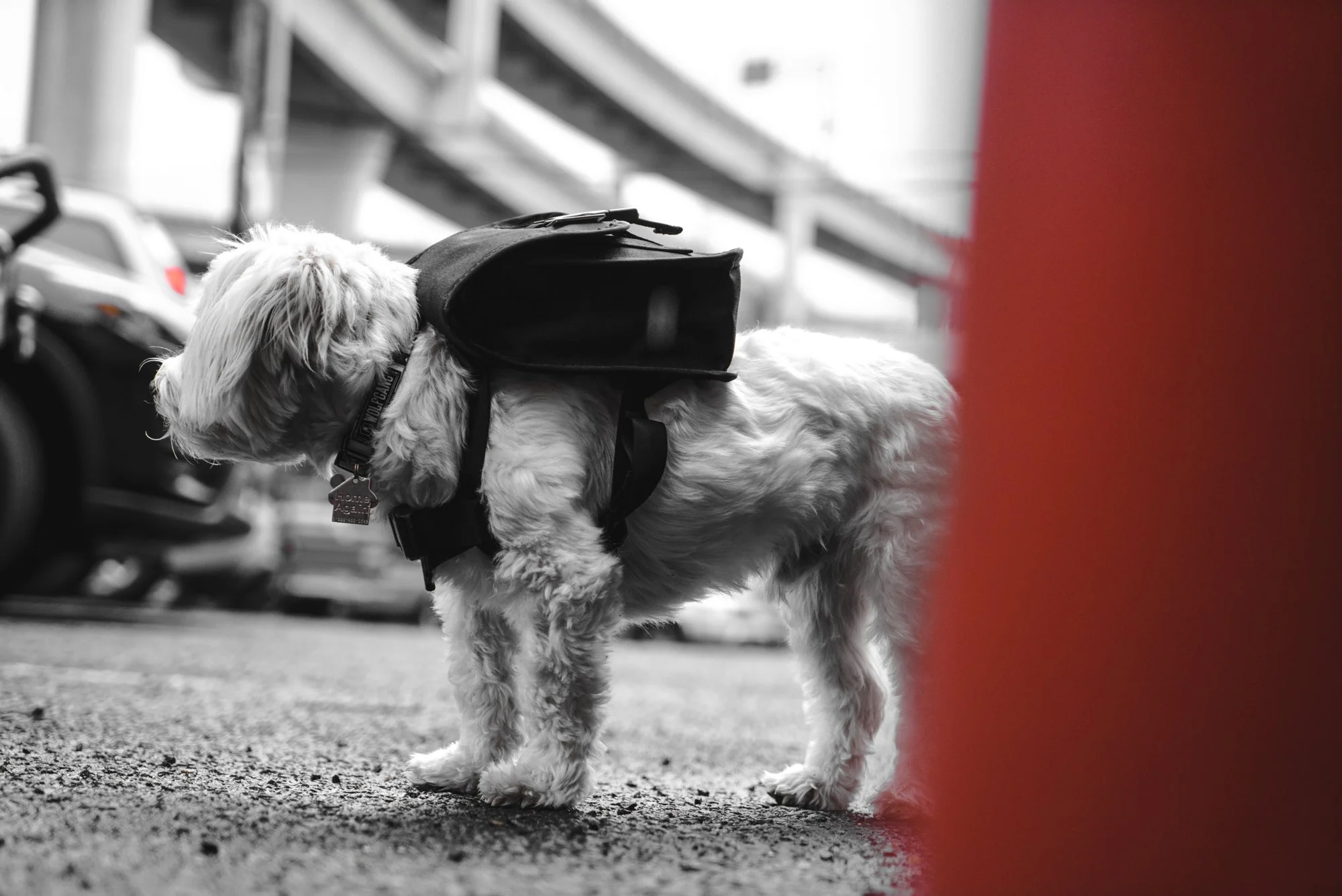 ChromeIndustries_UnleashedCollection_DogsOfChrome-00129.jpg