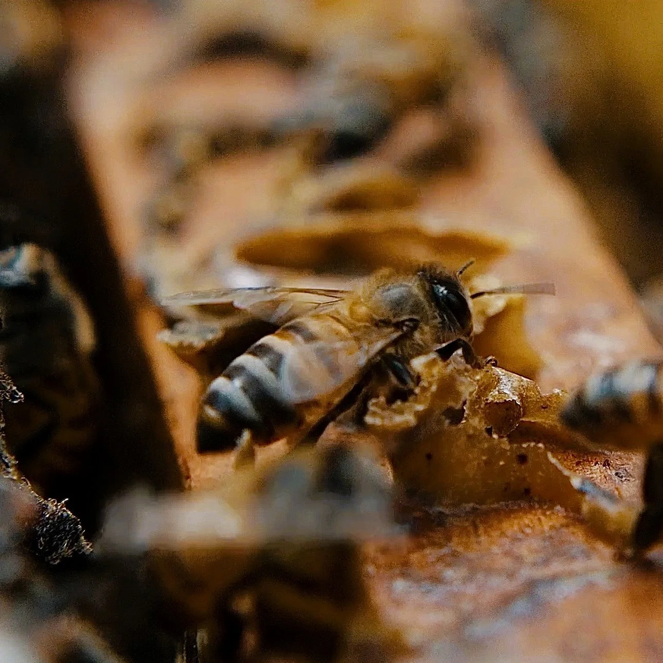 Miel Trigona - US Embassy