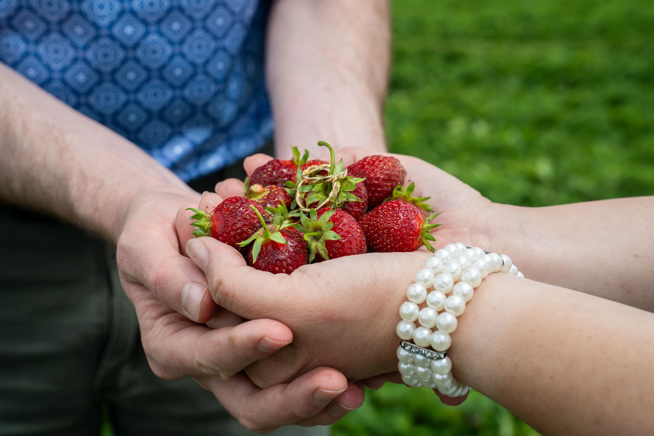 A man and woman cup hands and hold a pile of freshly picked strawberries with their wedding rings on top during a Bellingham engagement photo session.