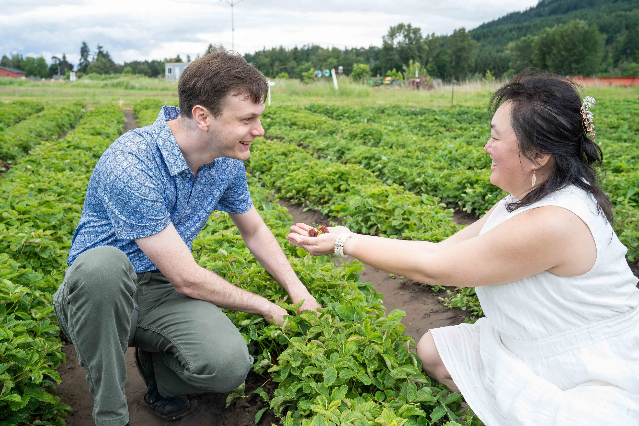 A woman in a white sundress holding a handful of strawberries up to her fiance, who is smiling back at her. They are in a U-pick strawberry field in Whatcom County, near Bellingham, Washington.