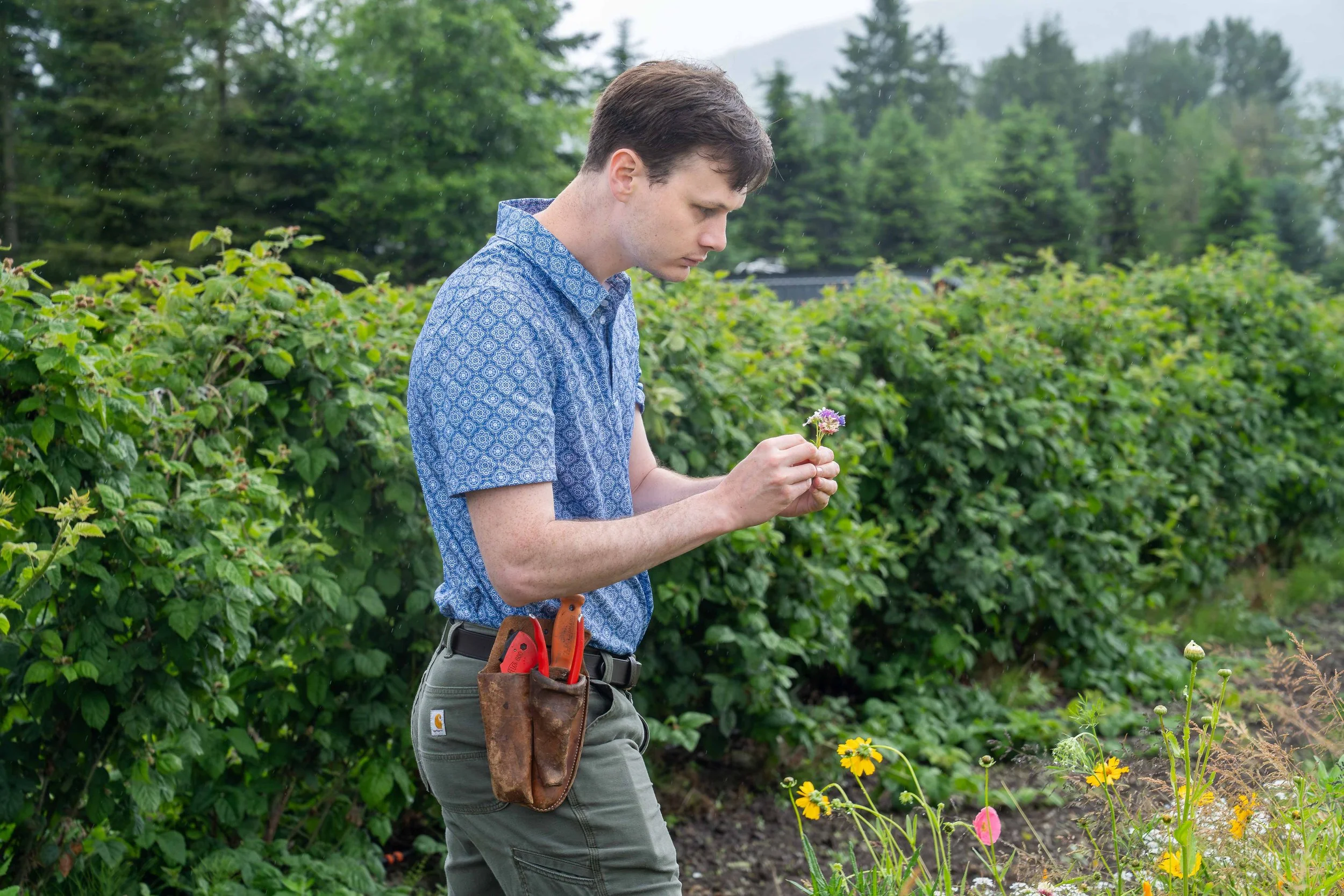 A man holding a small selection of flowers for a boutonniere and looking at a field of flowers to pick. He has a set of gardening tools on his belt and is wearing a blue button-down shirt.