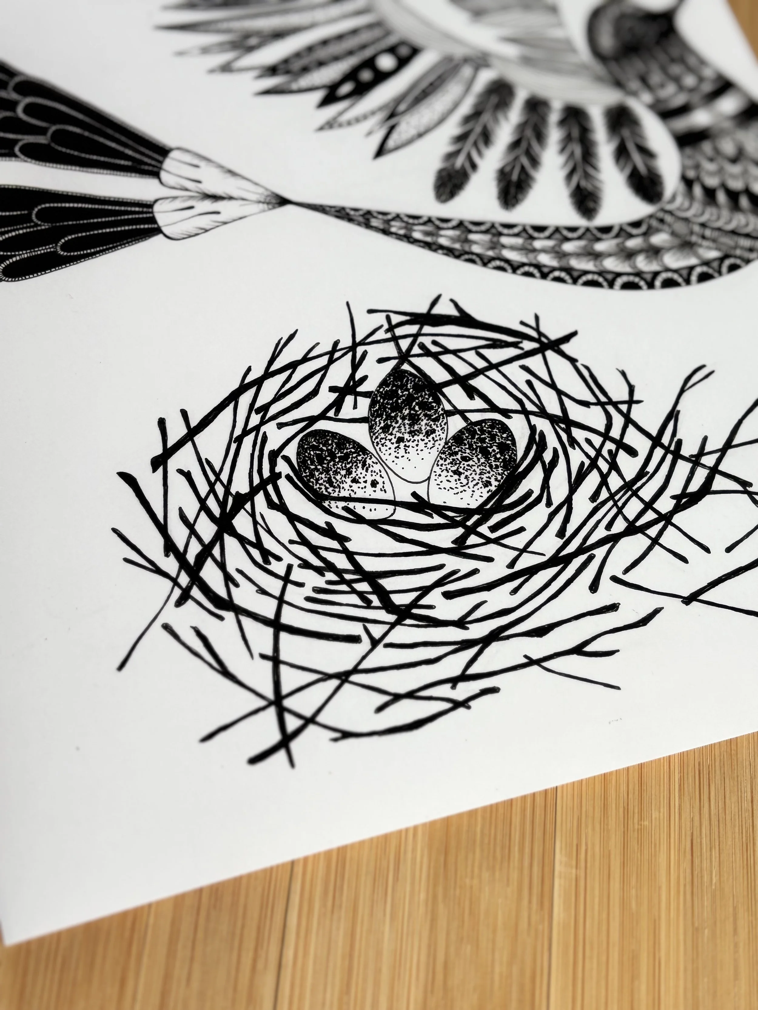 Hummingbird 2:3.jpg