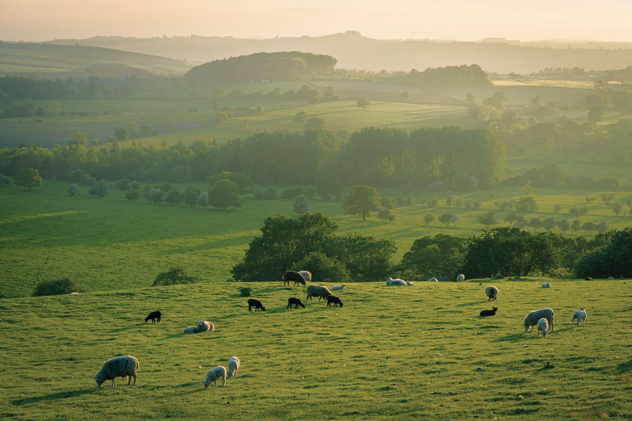 Grazing sheep and cattle on a lush, green hillside during sunset, with rolling hills and distant trees in the background.