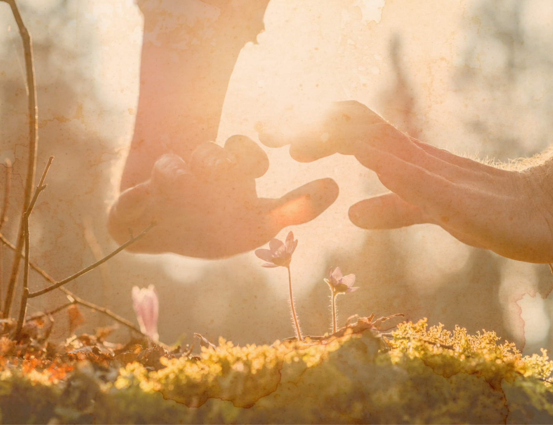 deux mains, une fleur, des branches, et des éléments naturels, le tout avec un ton chaud et pastel.