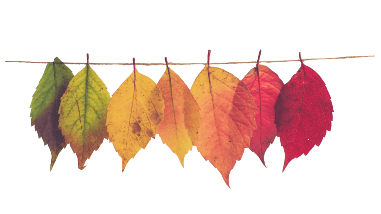 Six autumn leaves on a string, arranged from green to red.