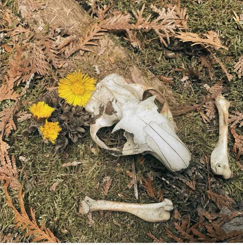 crâne d'animal, probablement un petit mammifère, avec quelques fleurs jaunes, dans un environnement forestier.