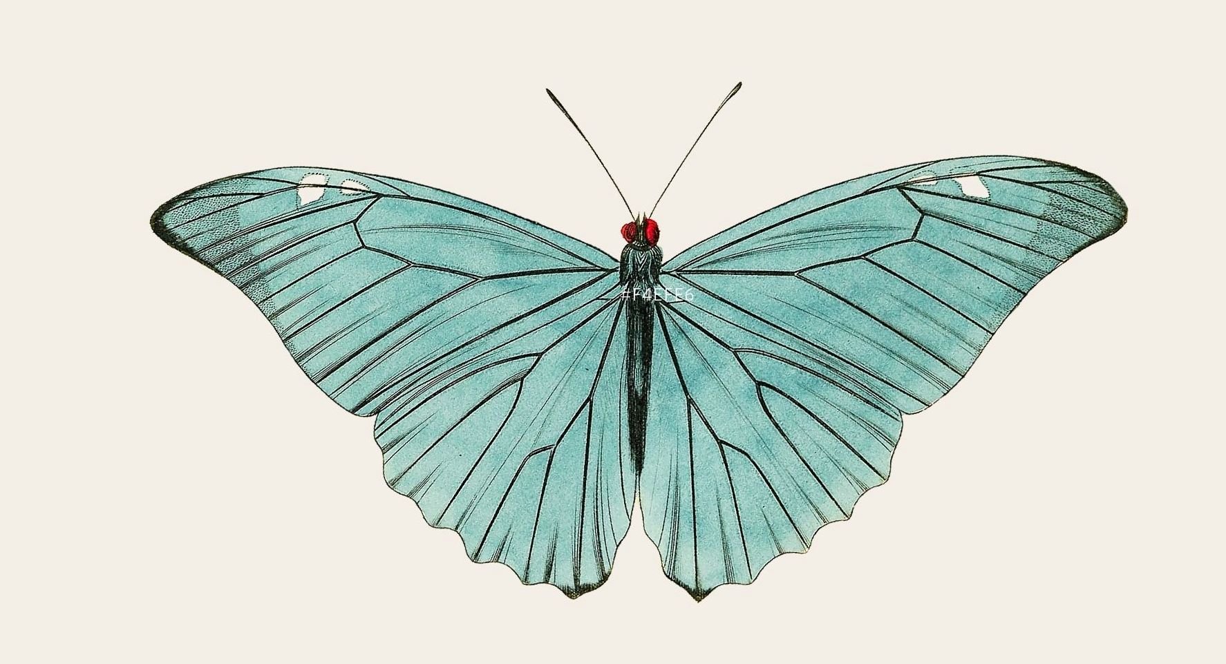 Dessins d'un papillon avec ailes azur et nervures noires sur fond blanc.