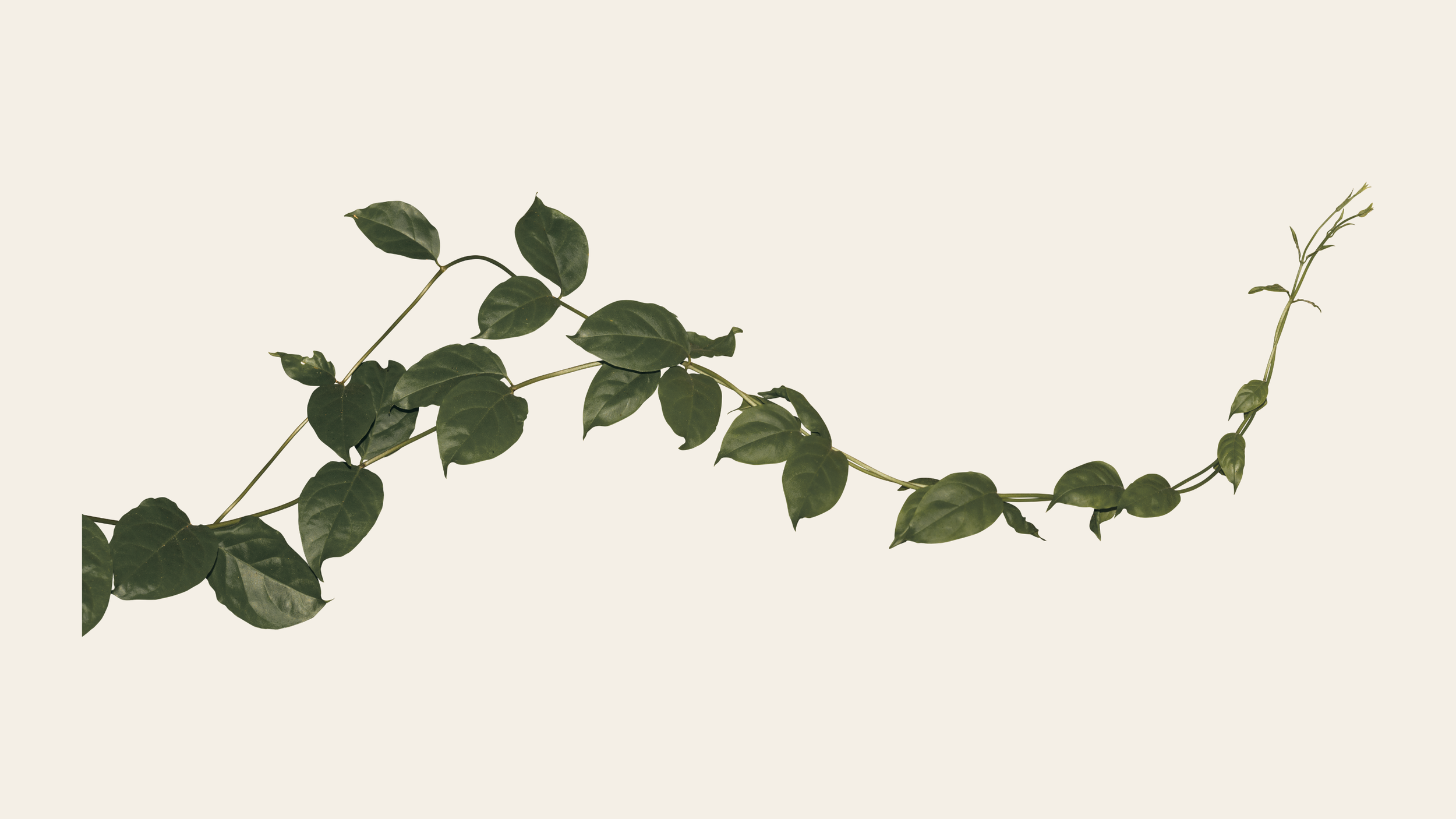 Une branche de feuillage vert foncé contre un fond clair