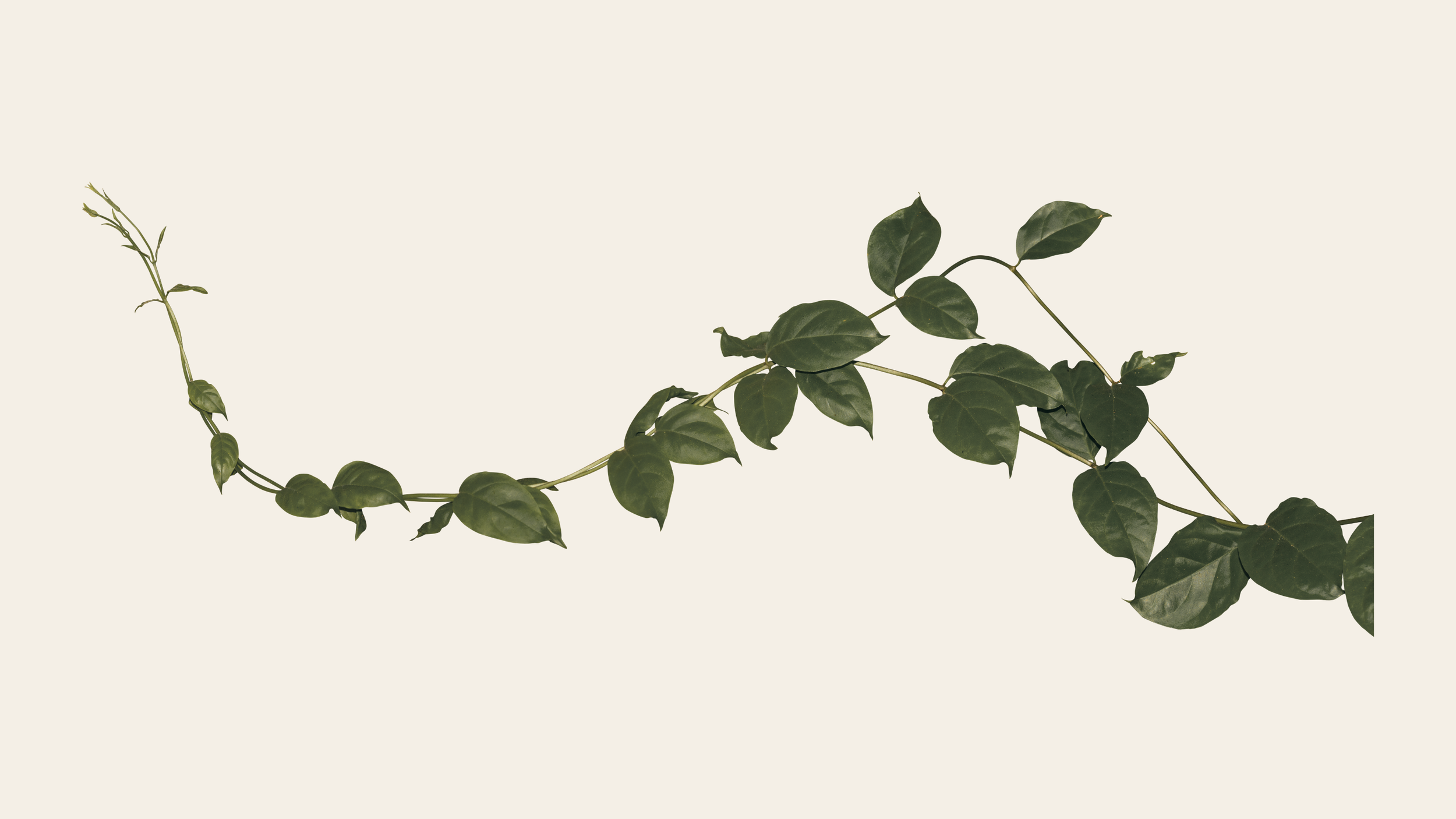 Une branche de plante grimpante avec des feuilles vertes contre un fond clair.