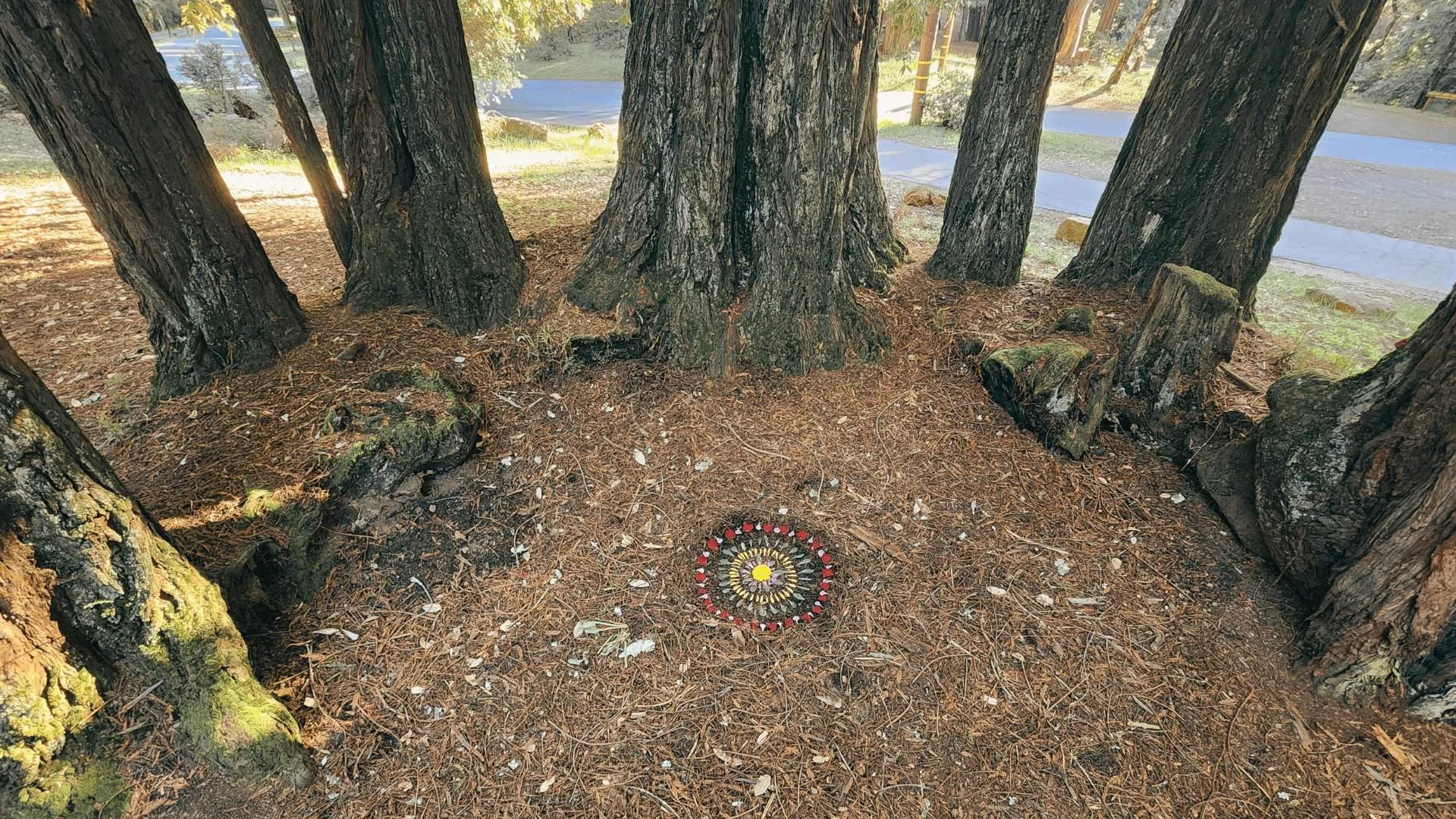 Une scène en plein air avec plusieurs grands arbres formant un cercle. Au sol, il y a un dessin mandala réalisé avec des fleurs et d'autres éléments naturels. La lumière du soleil filtre à travers les branches, créant une atmosphère paisible et sereine.