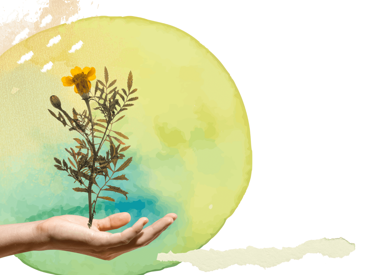 A human hand holding a small plant with yellow flowers in front of a watercolor-style yellow and green background.