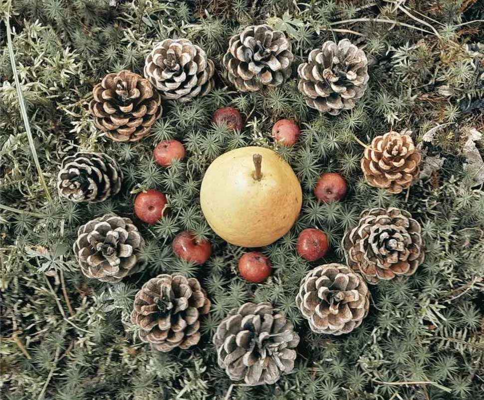 une pomme, des pommes rouges, des pommes de pin et des feuilles vertes sur le sol