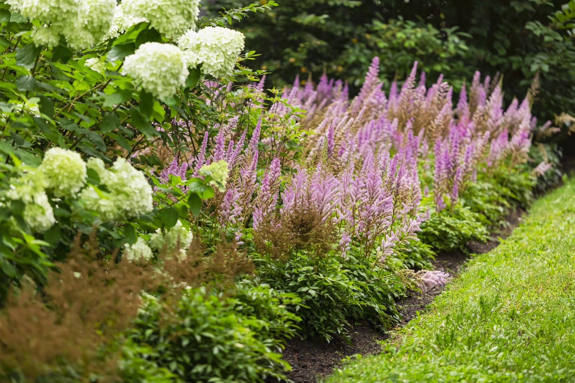 A garden bed with white hydrangeas on the left and pink astilbes on the right, bordered by a lush green lawn.