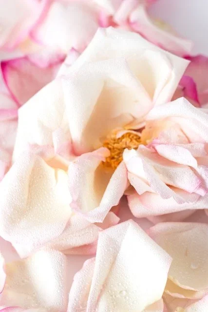 Close-up of wilted or dried pink and white flower petals with some brown stamens.