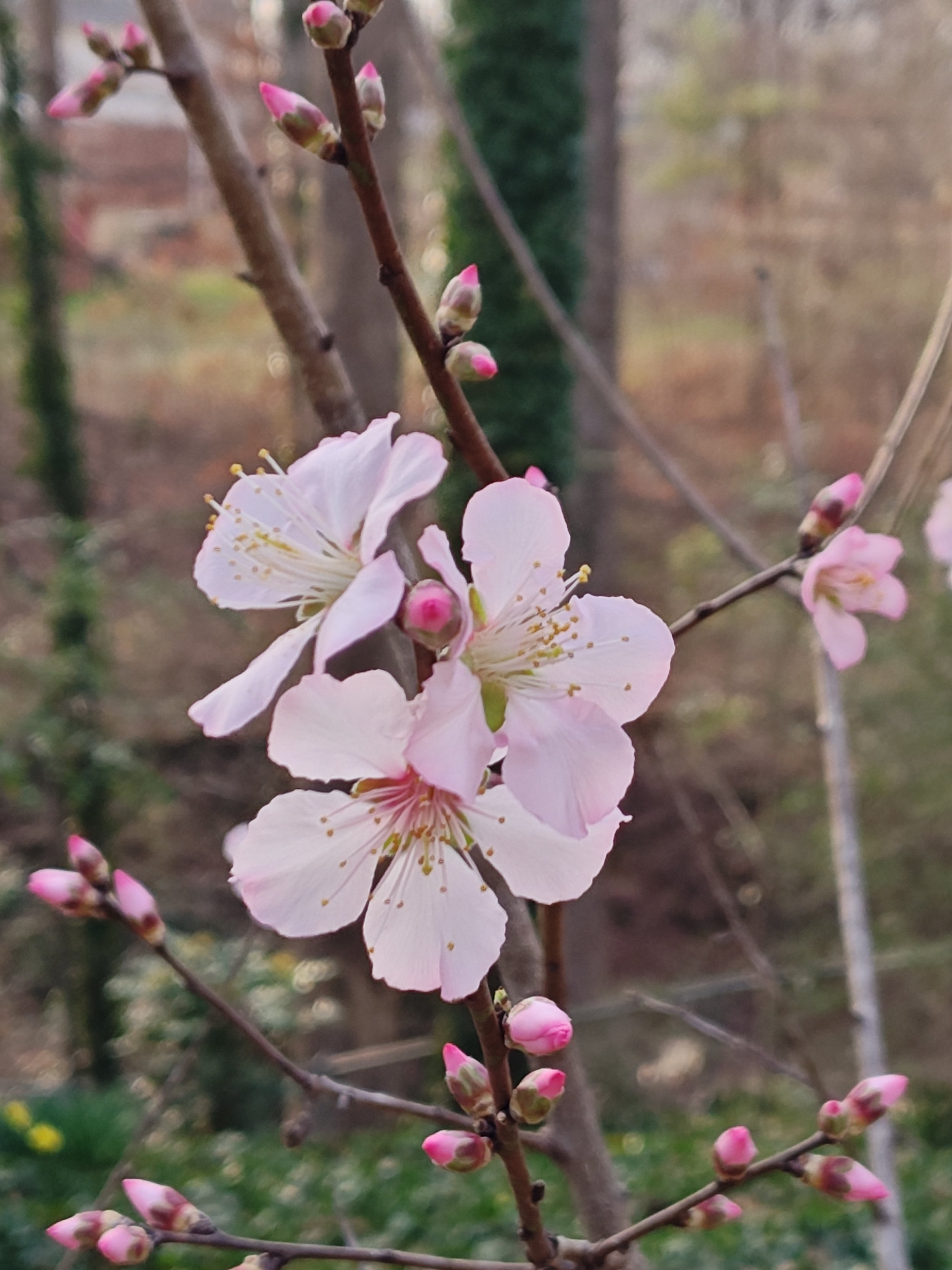 Close-up of pink cherry blossoms on a branch, with blurred background of trees and greenery.