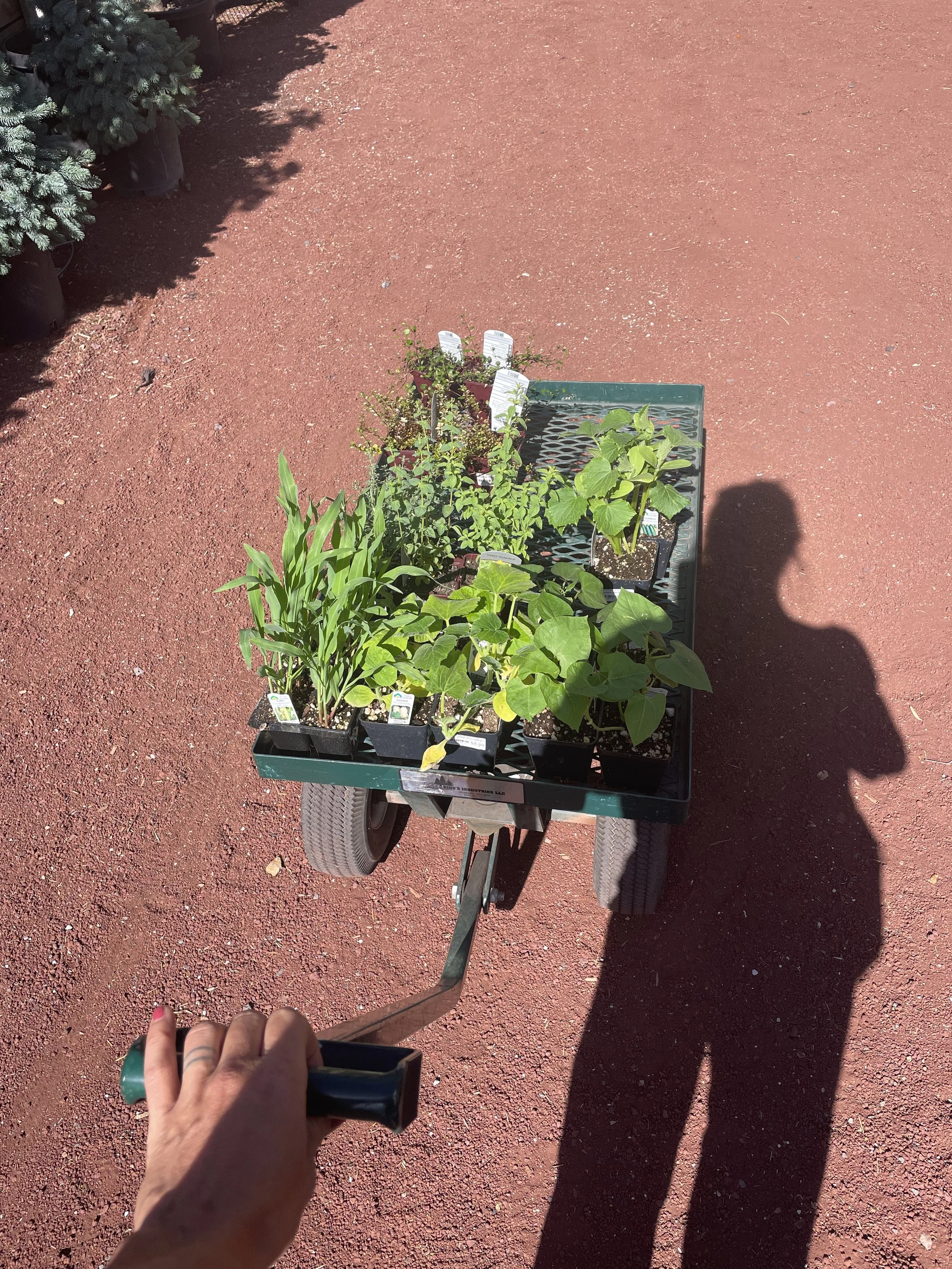 A person pushing a green garden wagon filled with potted plants and seedlings down a reddish-brown gravel path outside. Part of their hand and fingers are visible on the handle of the wagon, and their shadow is cast on the ground.