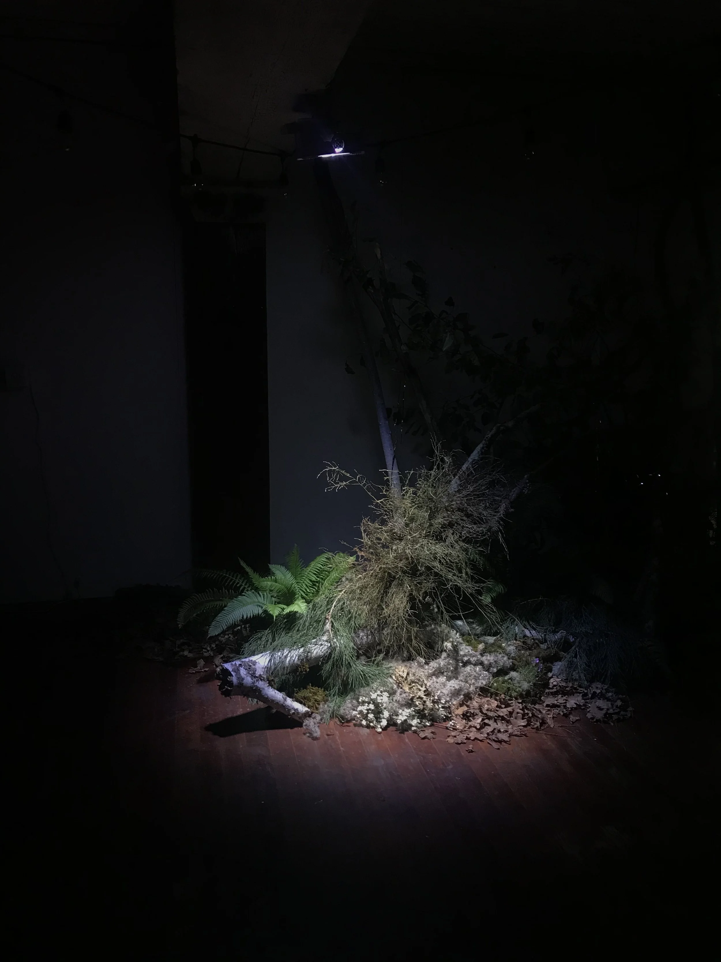 A fallen tree branch with green fern leaves near the base, indoors with a dark background, illuminated by a focused light.
