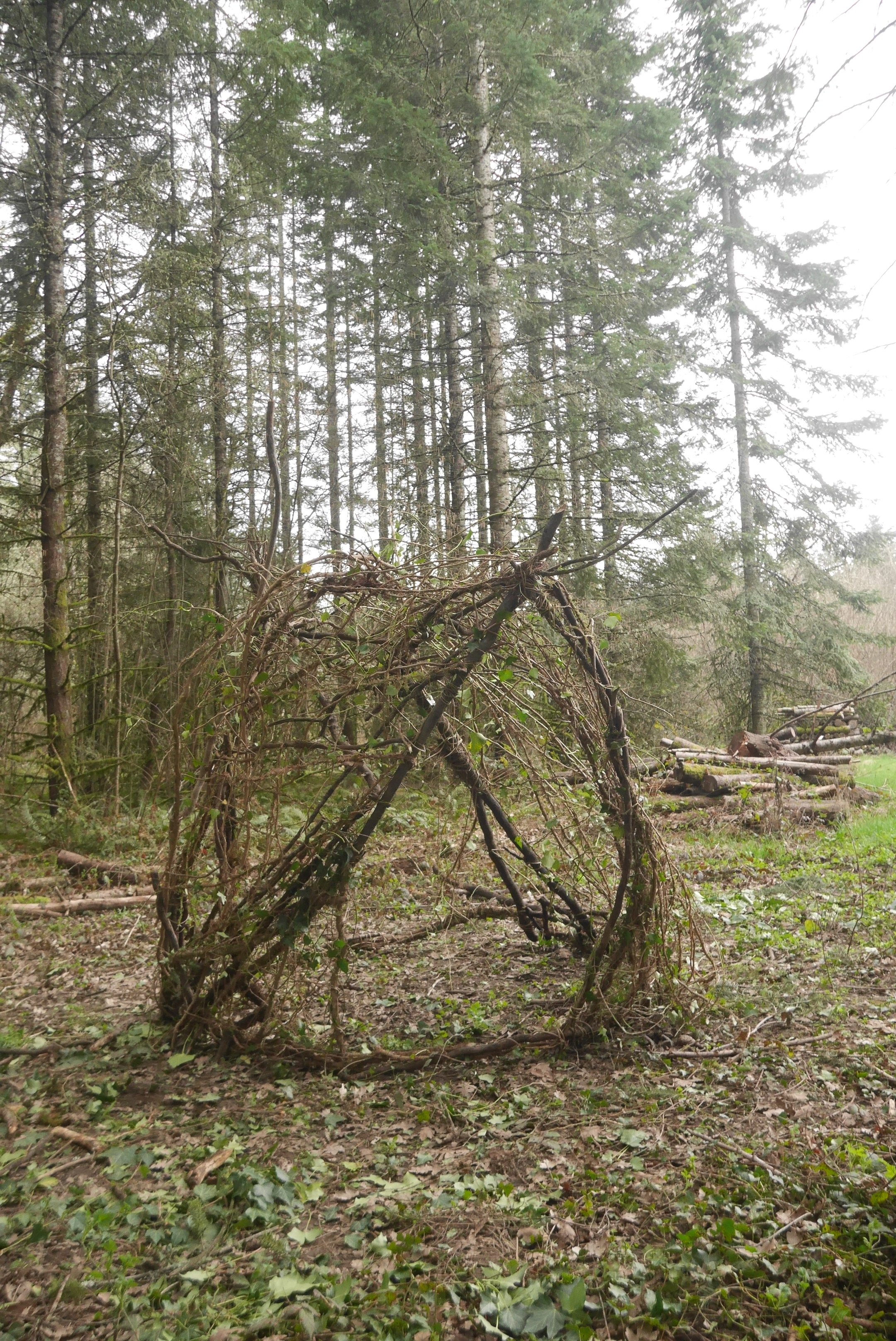 A woodland scene with tall trees, fallen branches, and a makeshift shelter constructed from sticks and logs.
