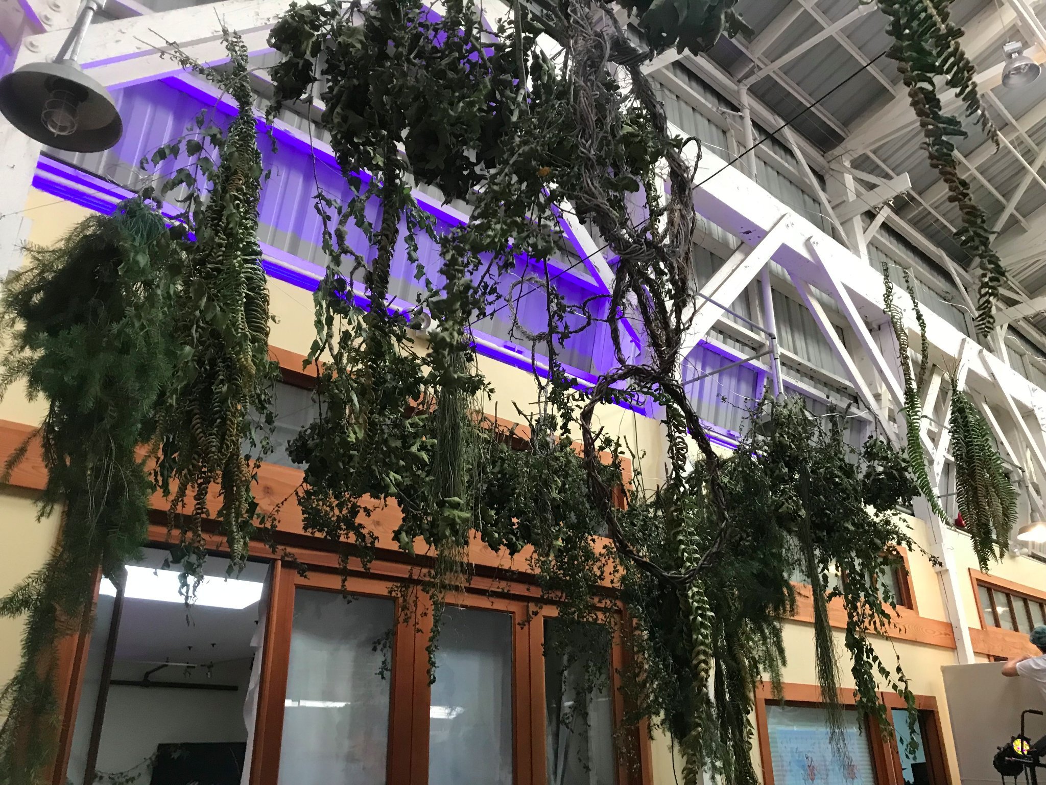 Indoor space with hanging plants and vines, purple LED lighting, and a ceiling with visible metal beams and pipes.