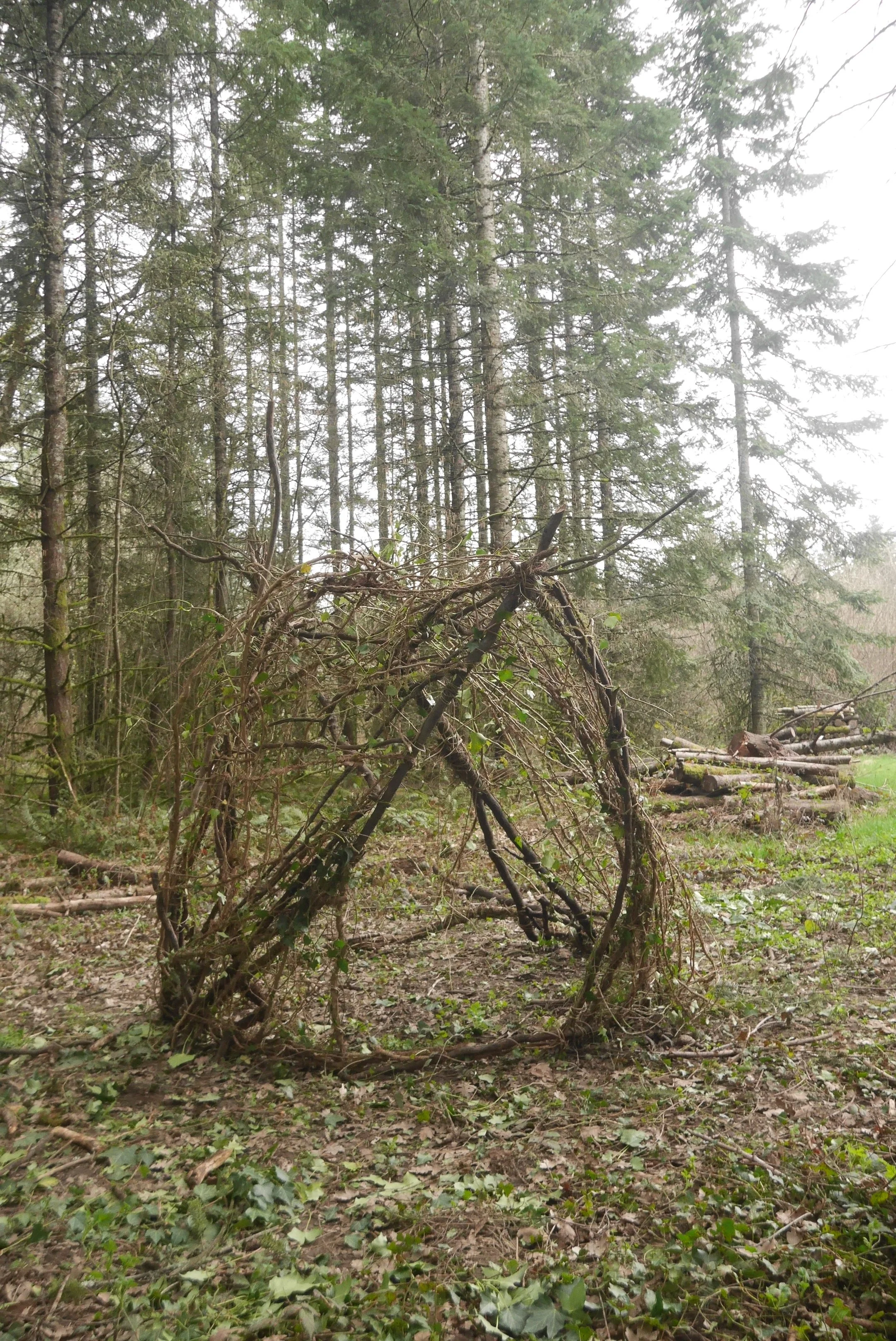 A teepee constructed from intertwined branches and twigs in a forest with tall trees, green foliage, and scattered fallen branches on the ground.