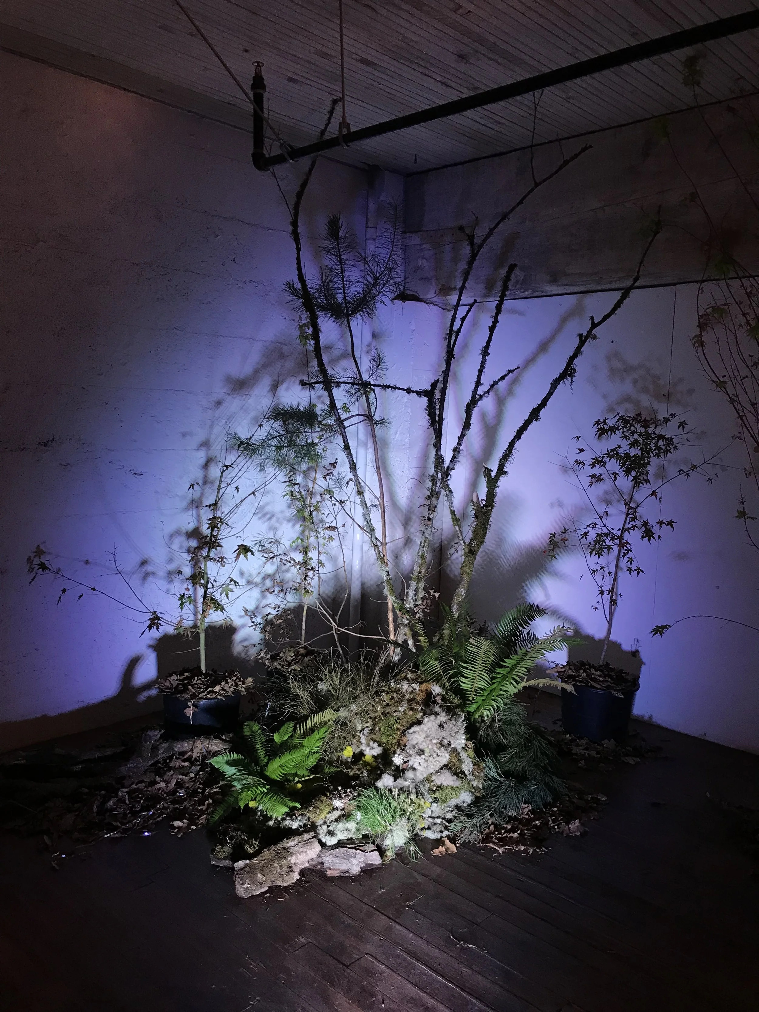 Indoor display of a small garden with various plants and a small tree, illuminated by purple and white lighting, on a wooden floor.