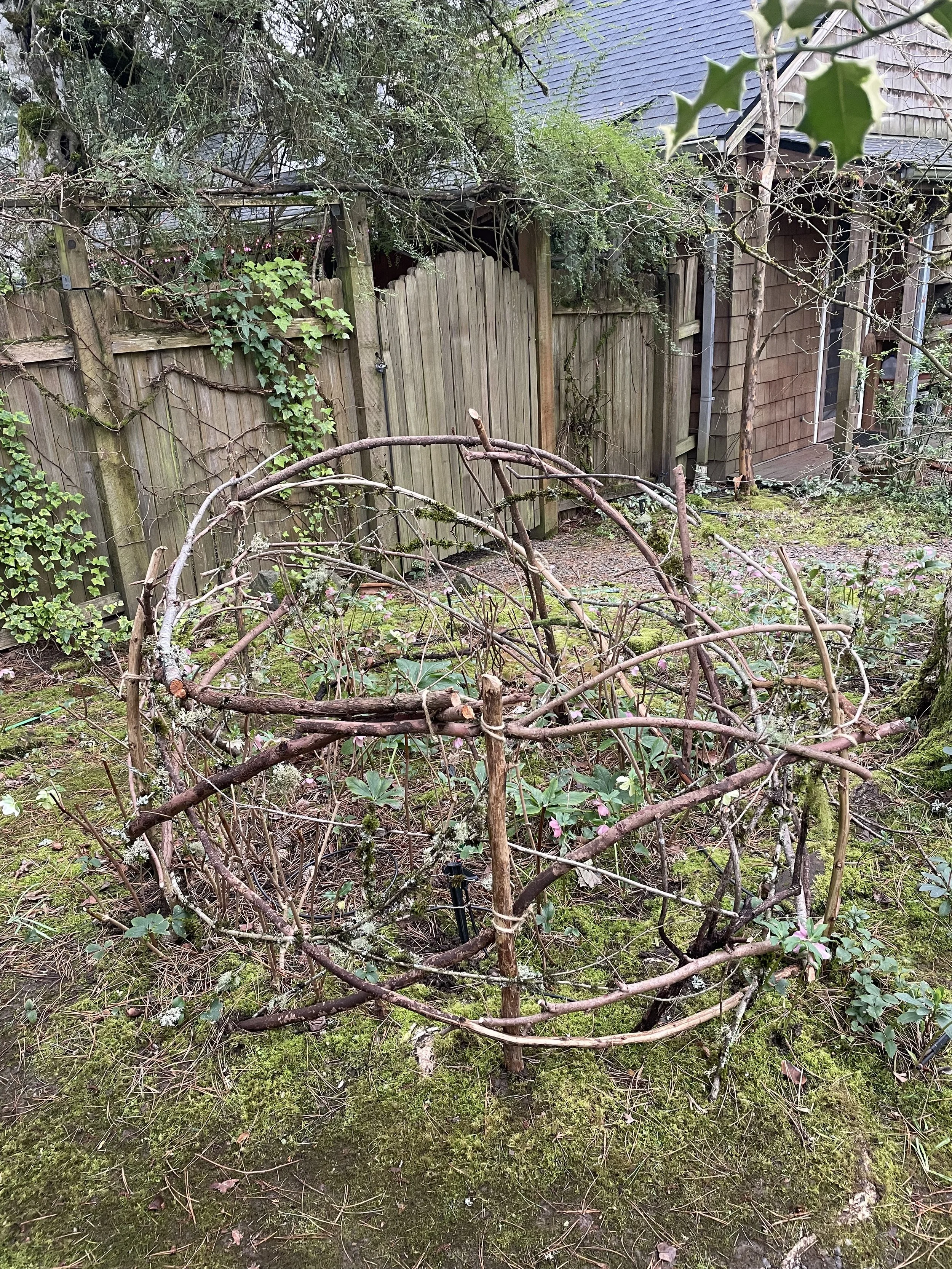 A garden area with mossy ground, scattered small plants, and a wooden fence in the background. There are broken branches and twigs on the ground, with some evergreen and ivy plants growing on the fence.