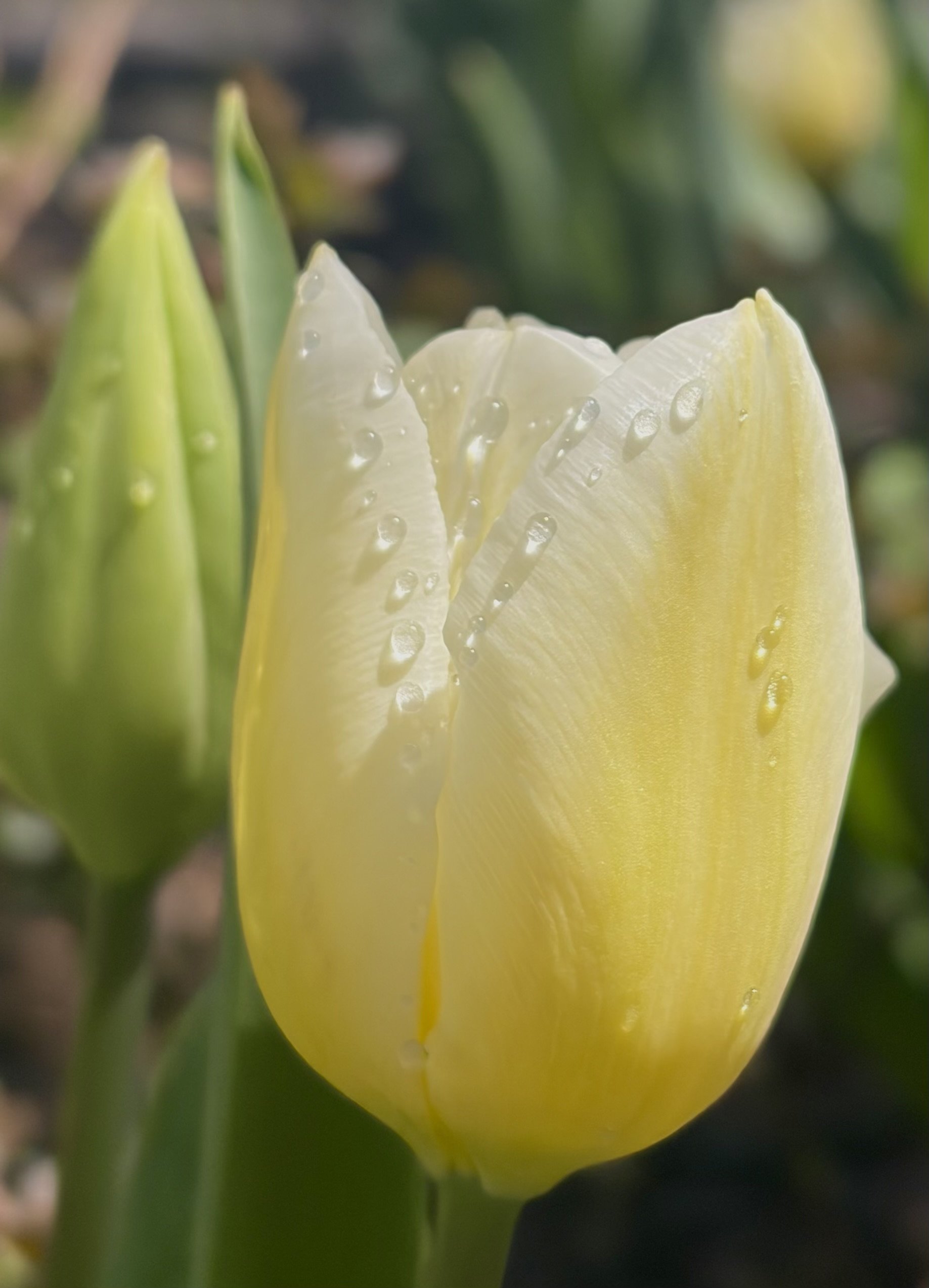 TULIP