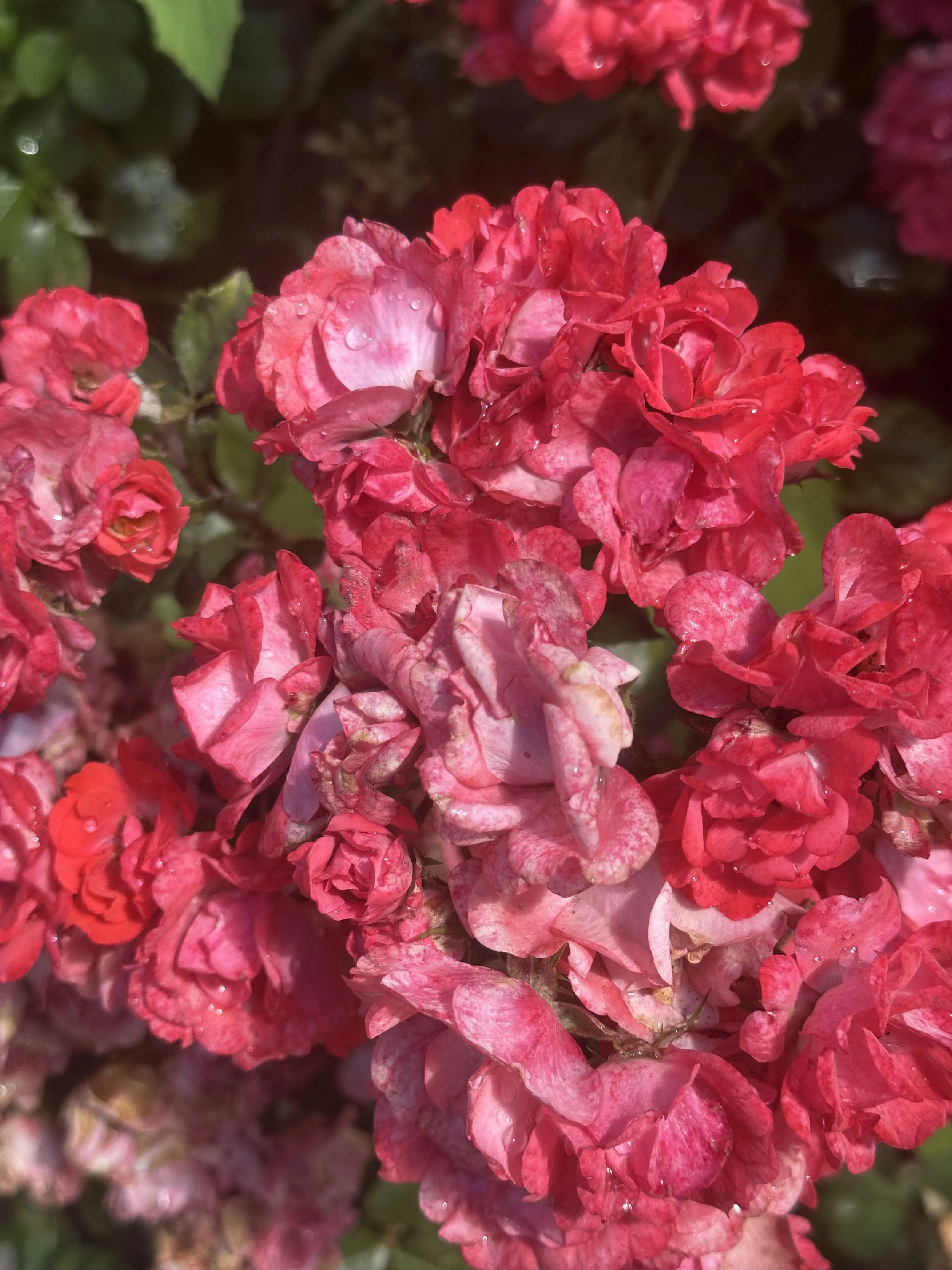 PINKKKK