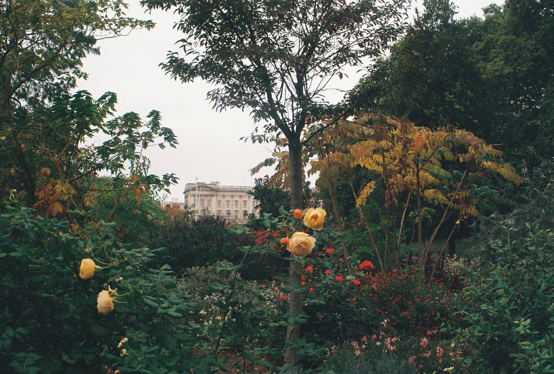 ROSESSSS