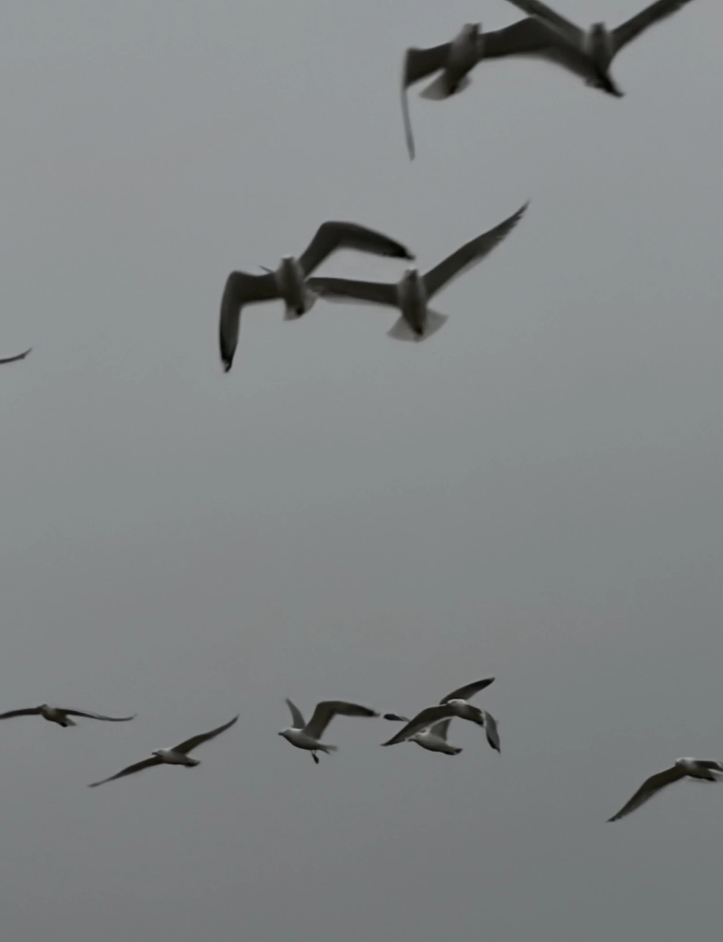 BIRDS