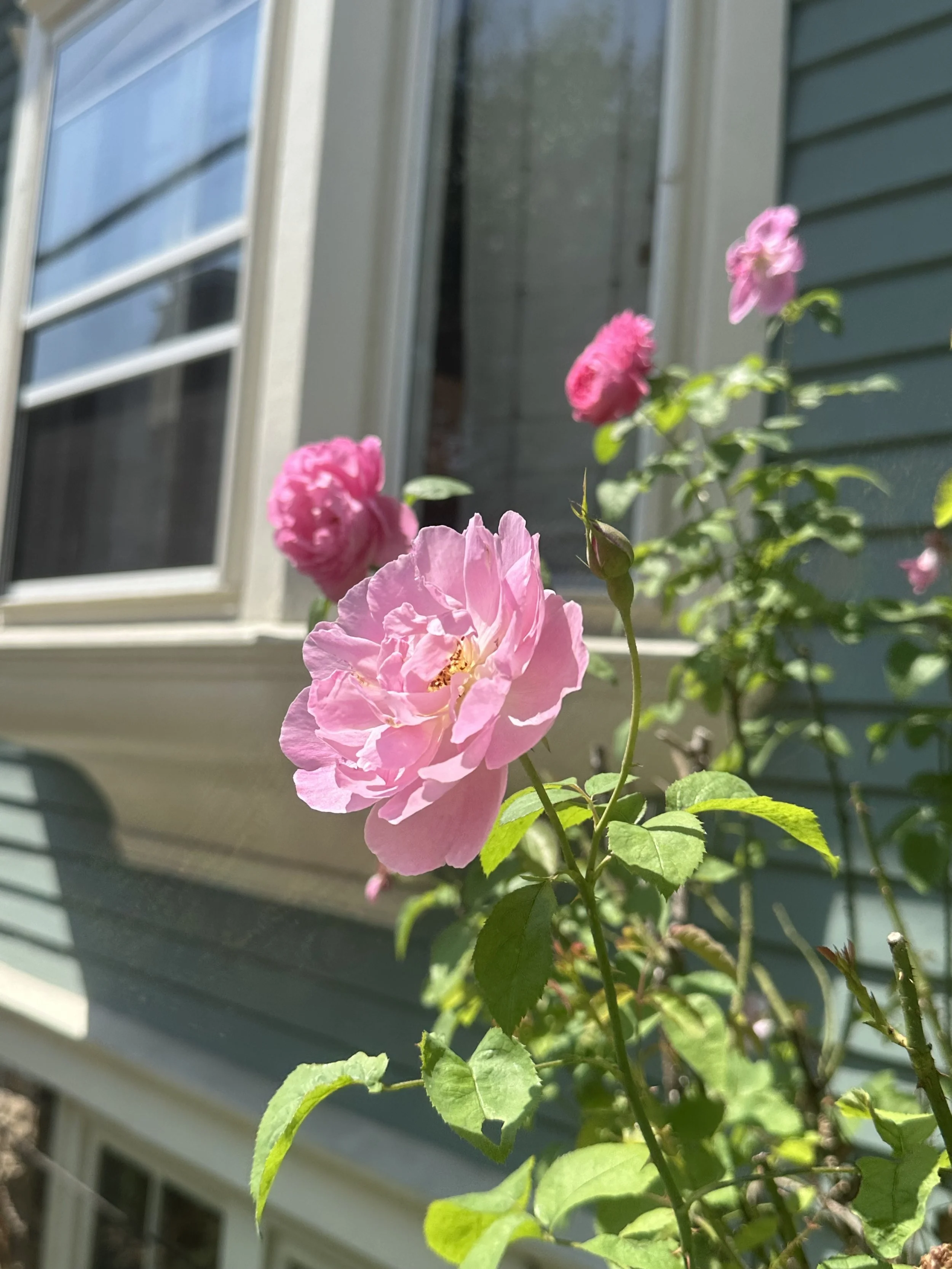 PRETTY ROSE