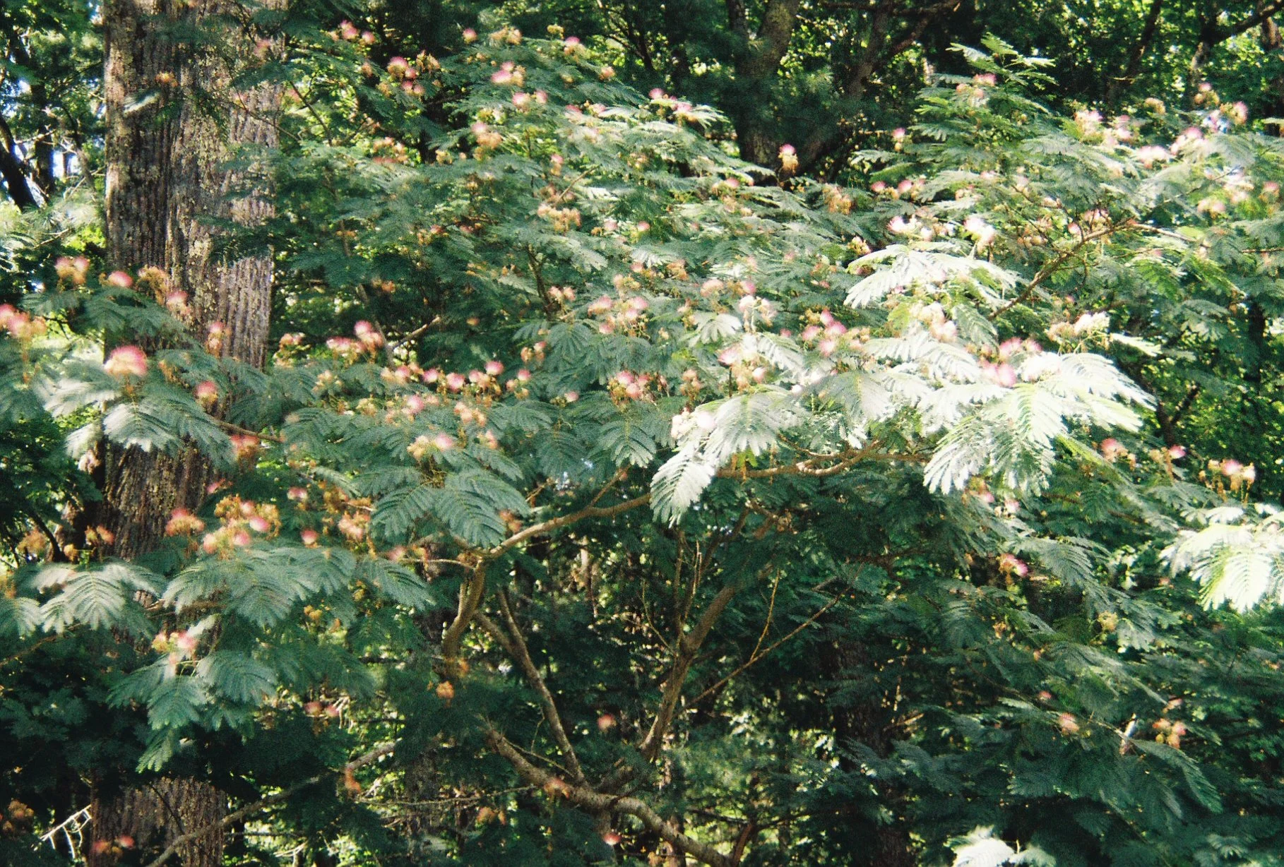 MIMOSA