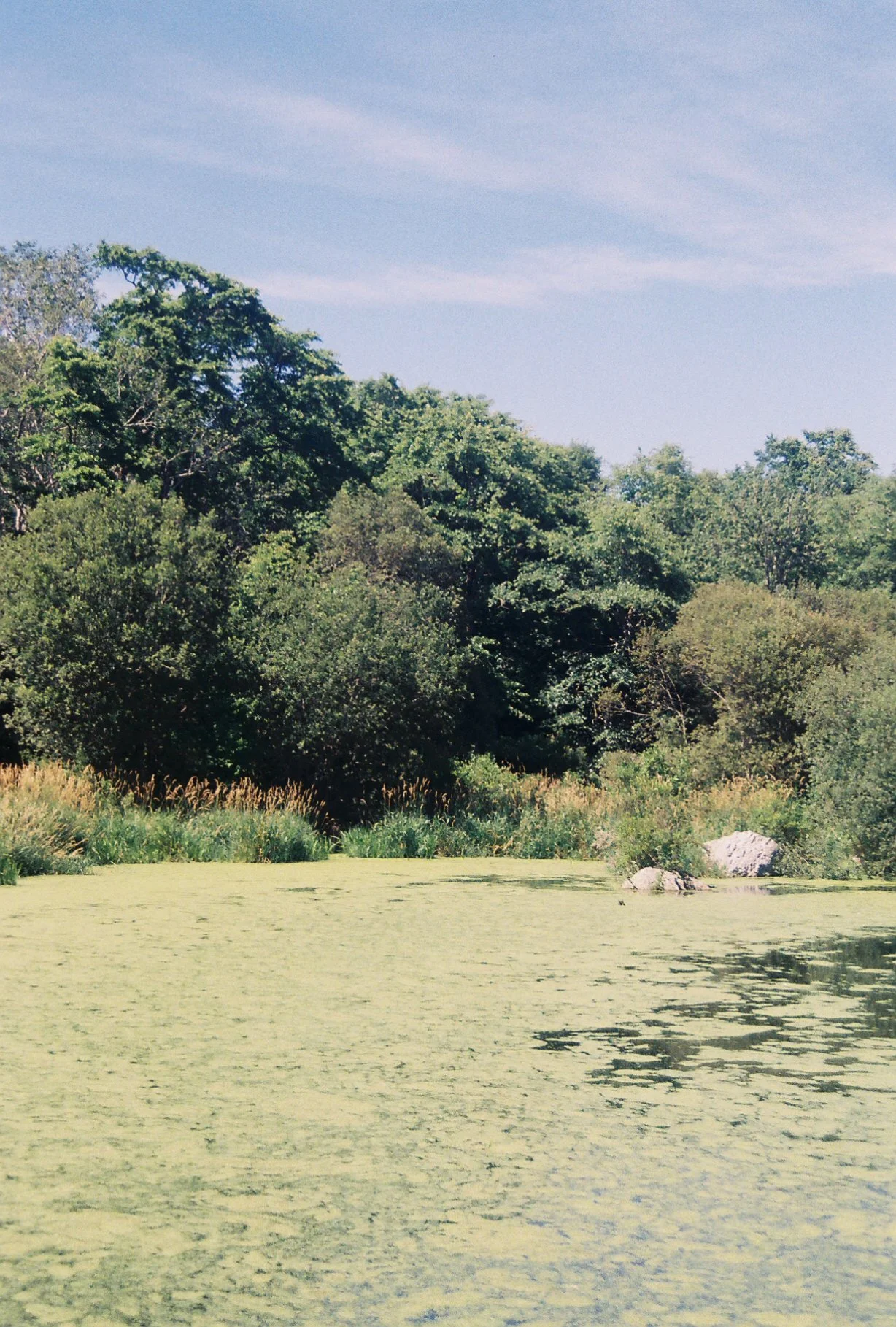 SWAMPY
