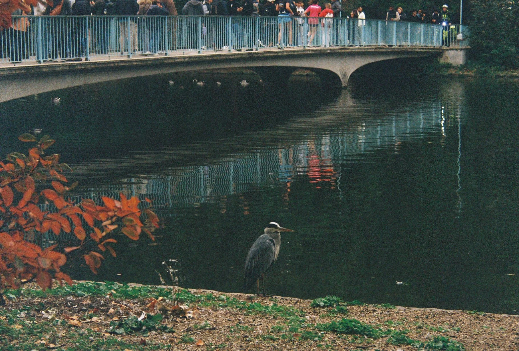 HERON