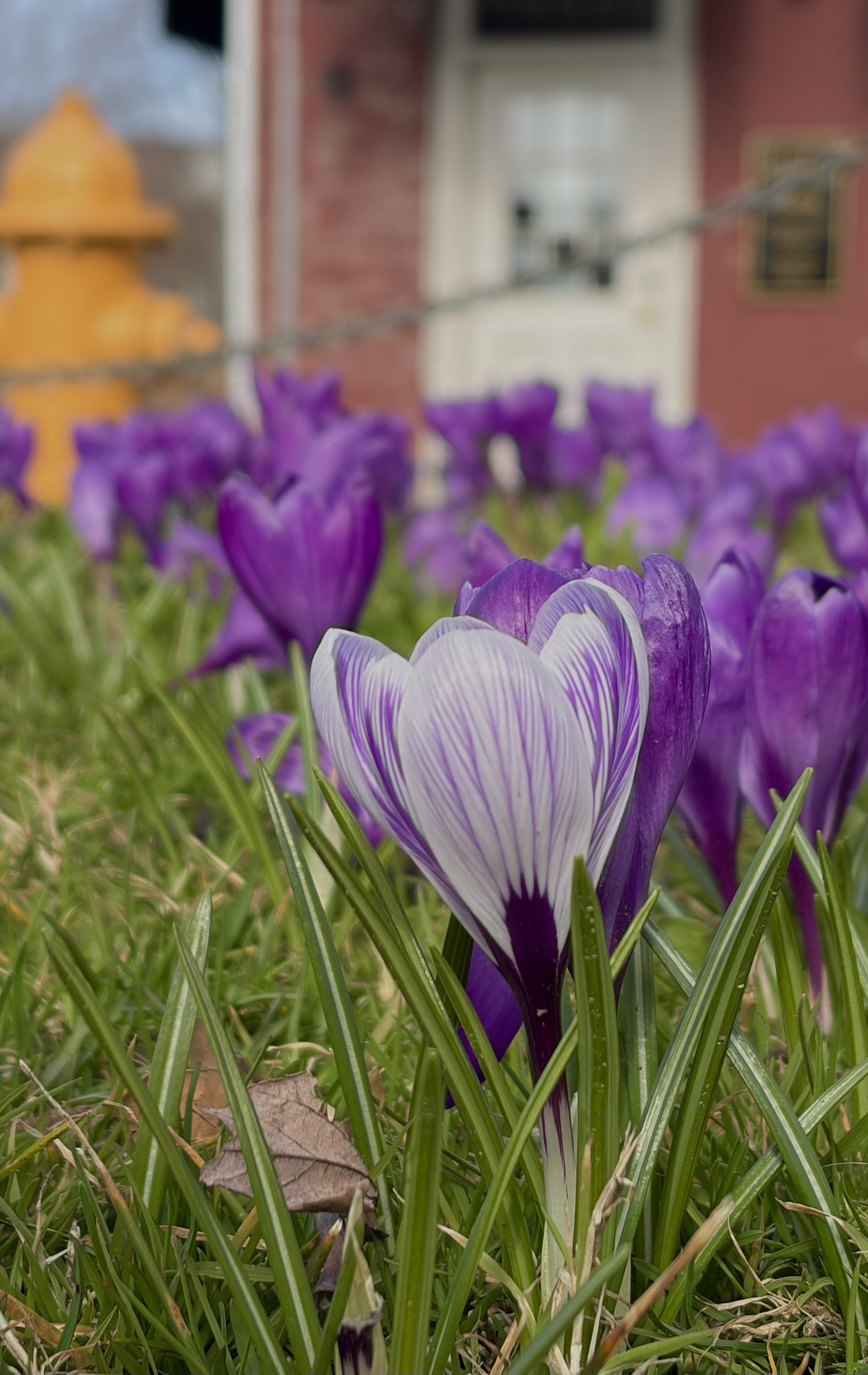 PURPLE !