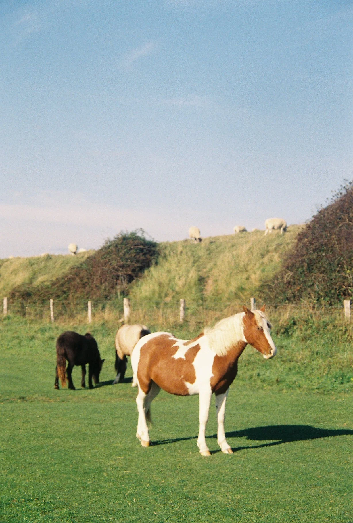 BEST HORSE