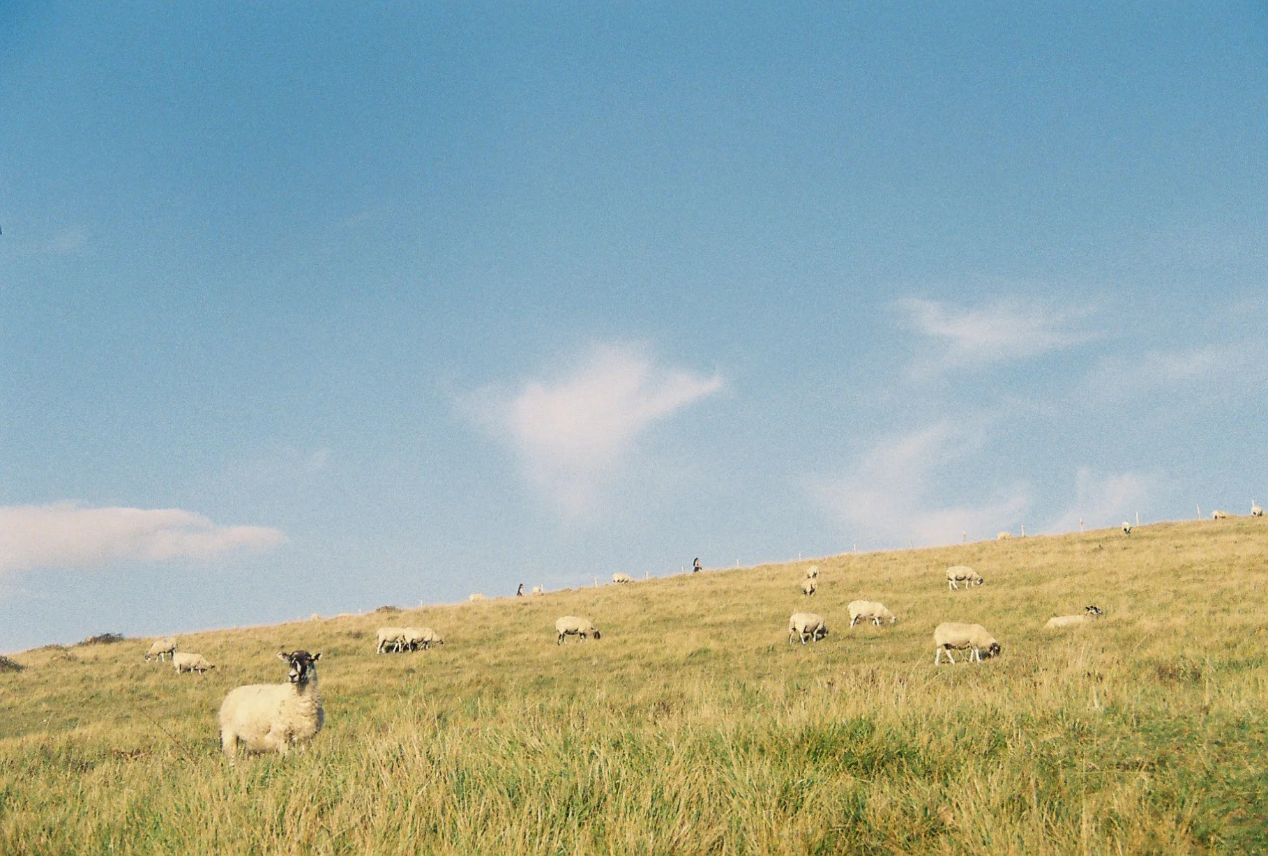 SHEEP