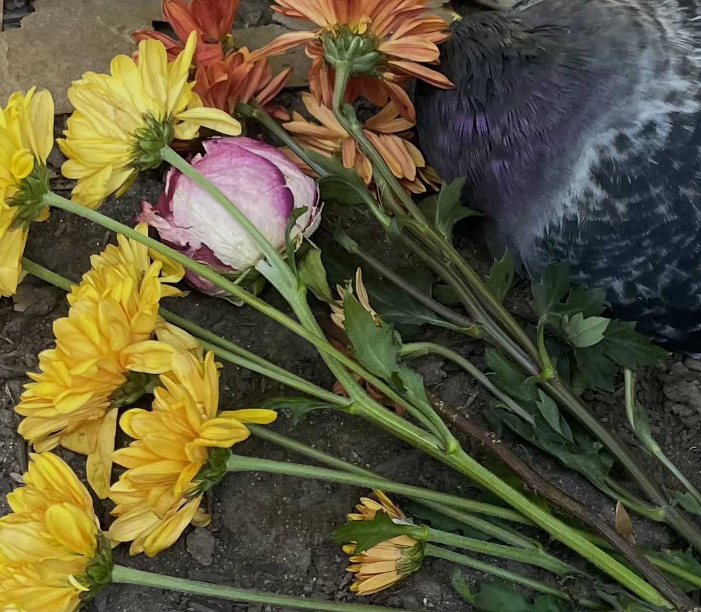 RIP