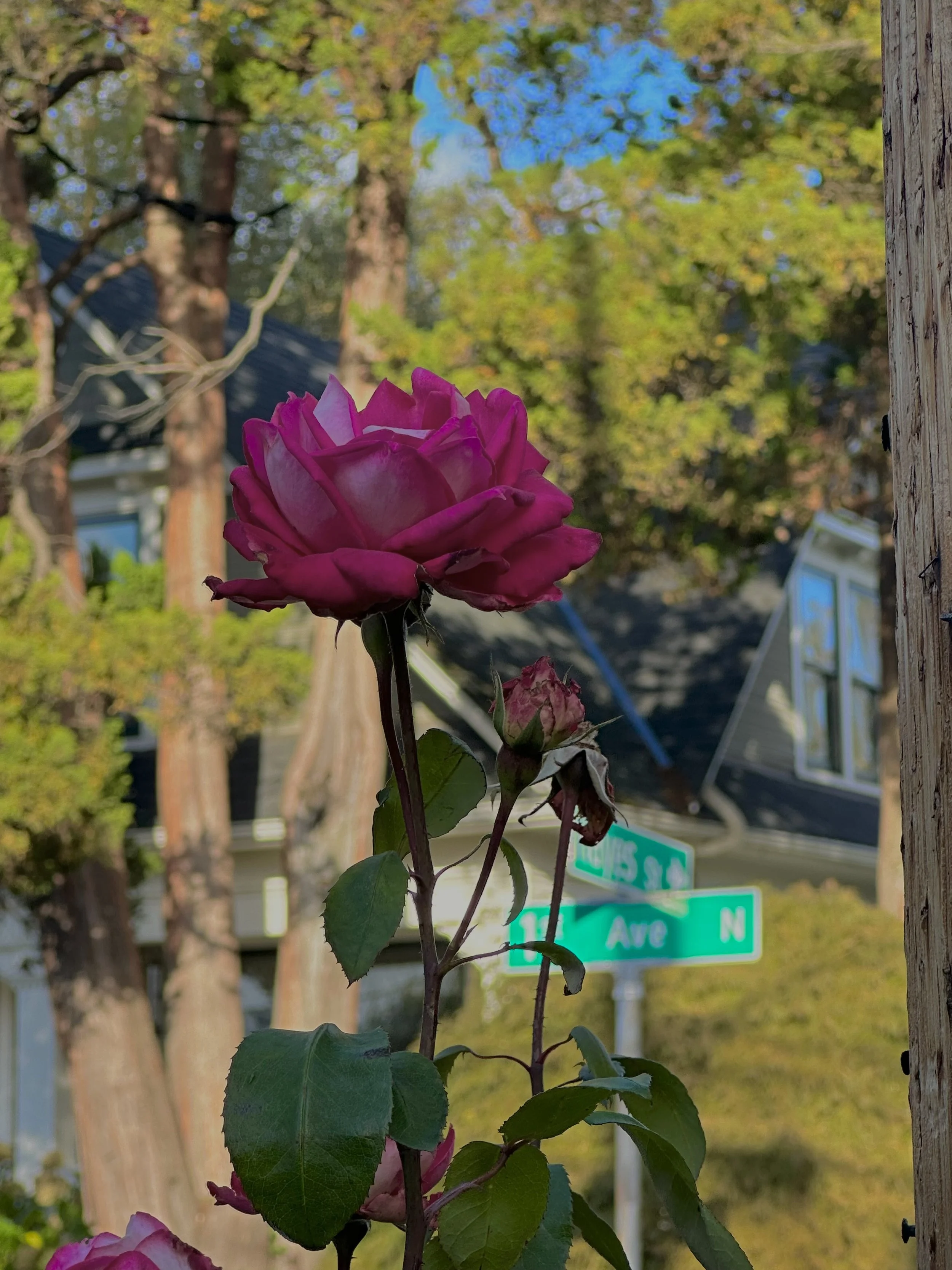 ROSES ON ALL STREET CORNERS
