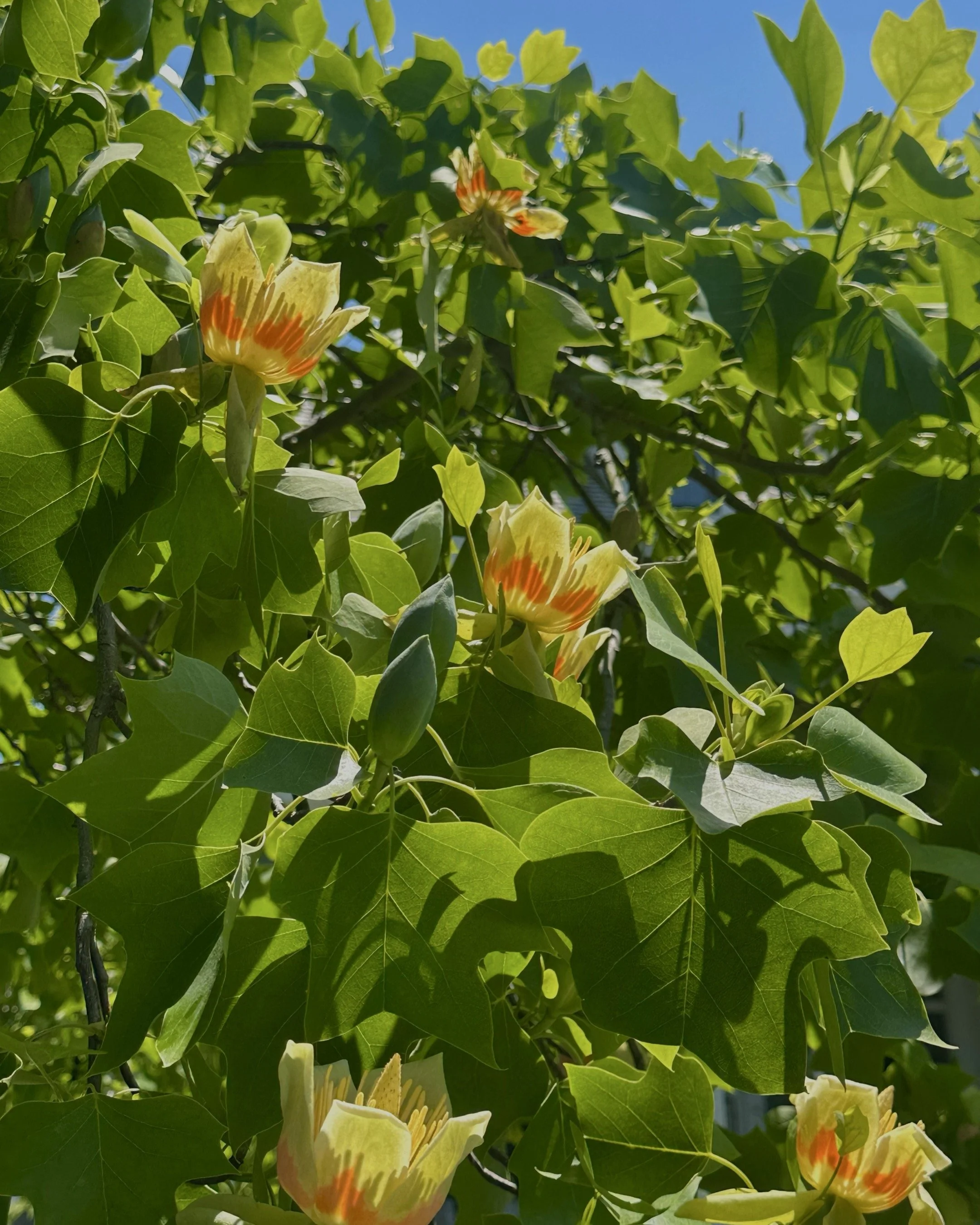 RIDICULOUS TREE