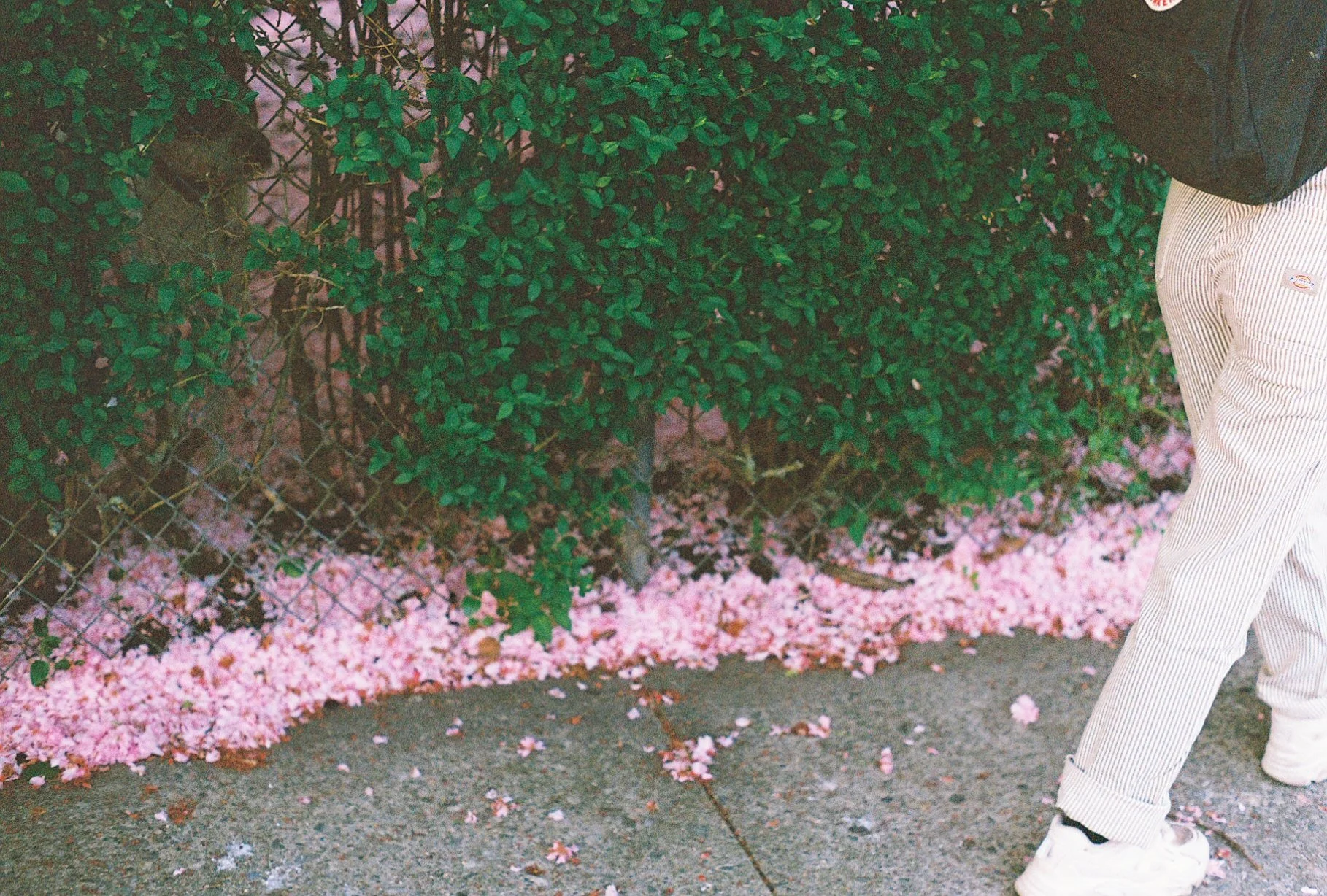 CHERRY BLOSSOMS
