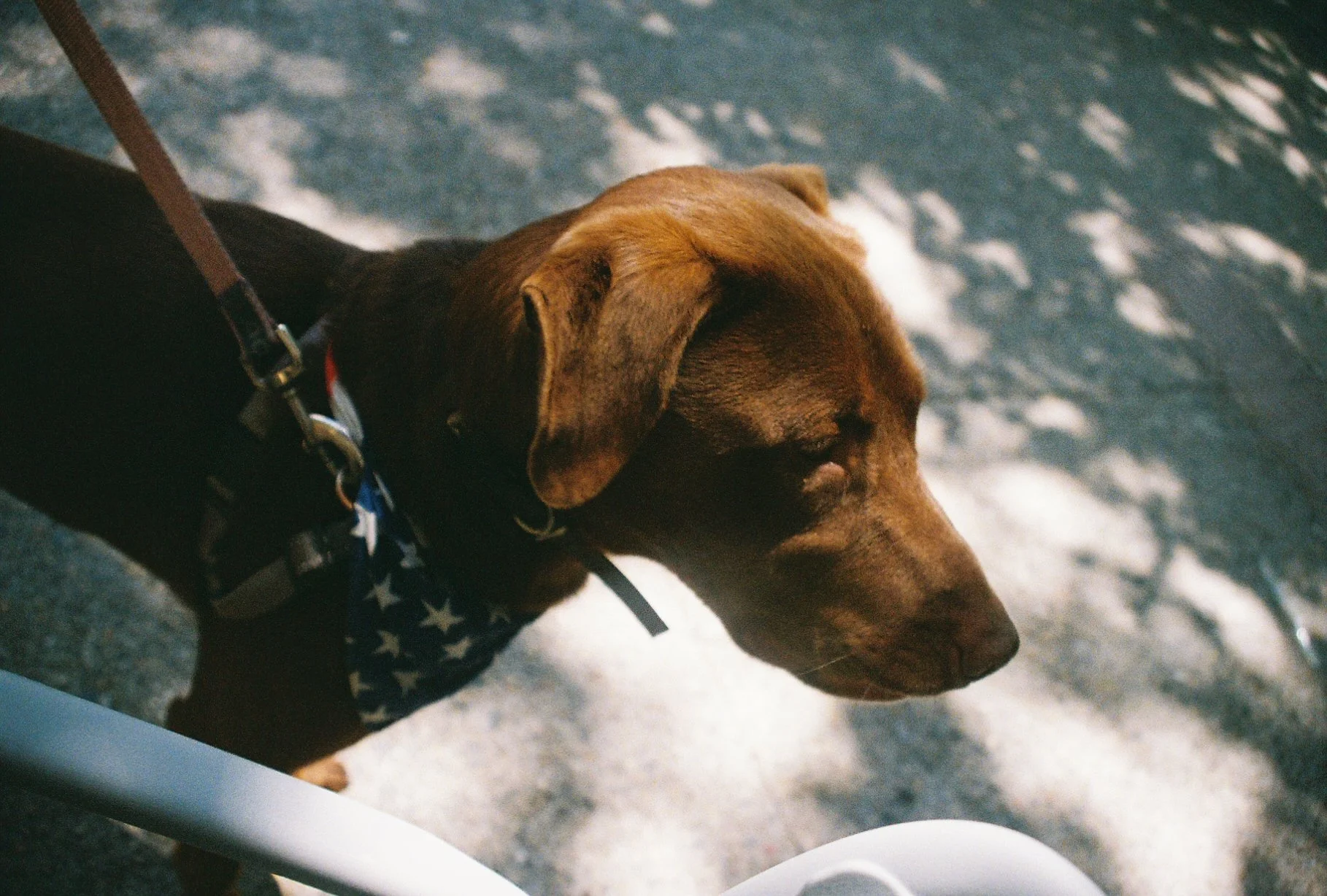 JACKSONS DADS DOG