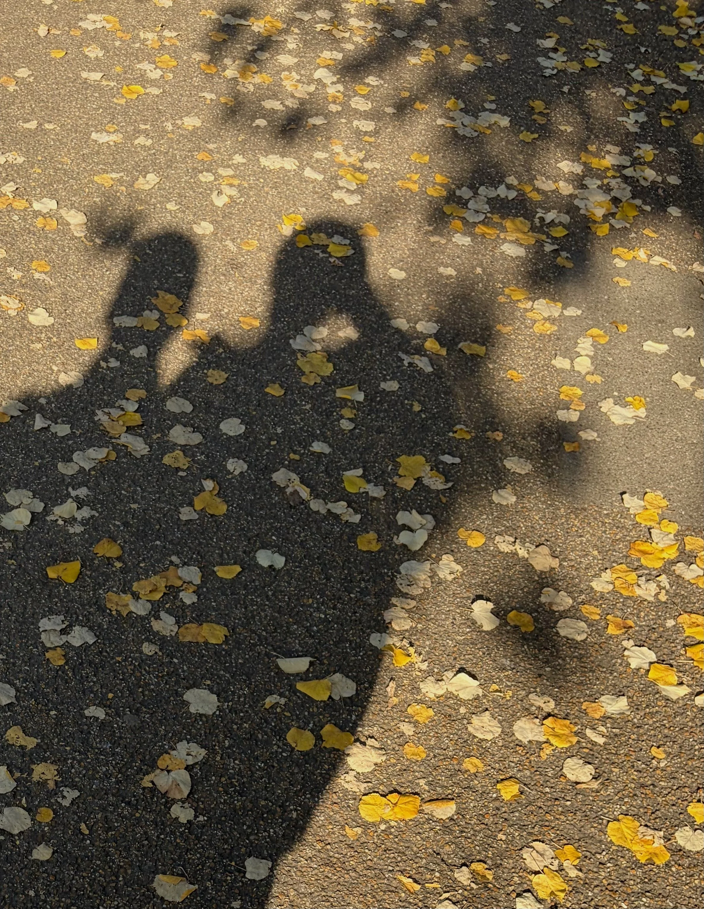 HOTTEST SHADOWS 