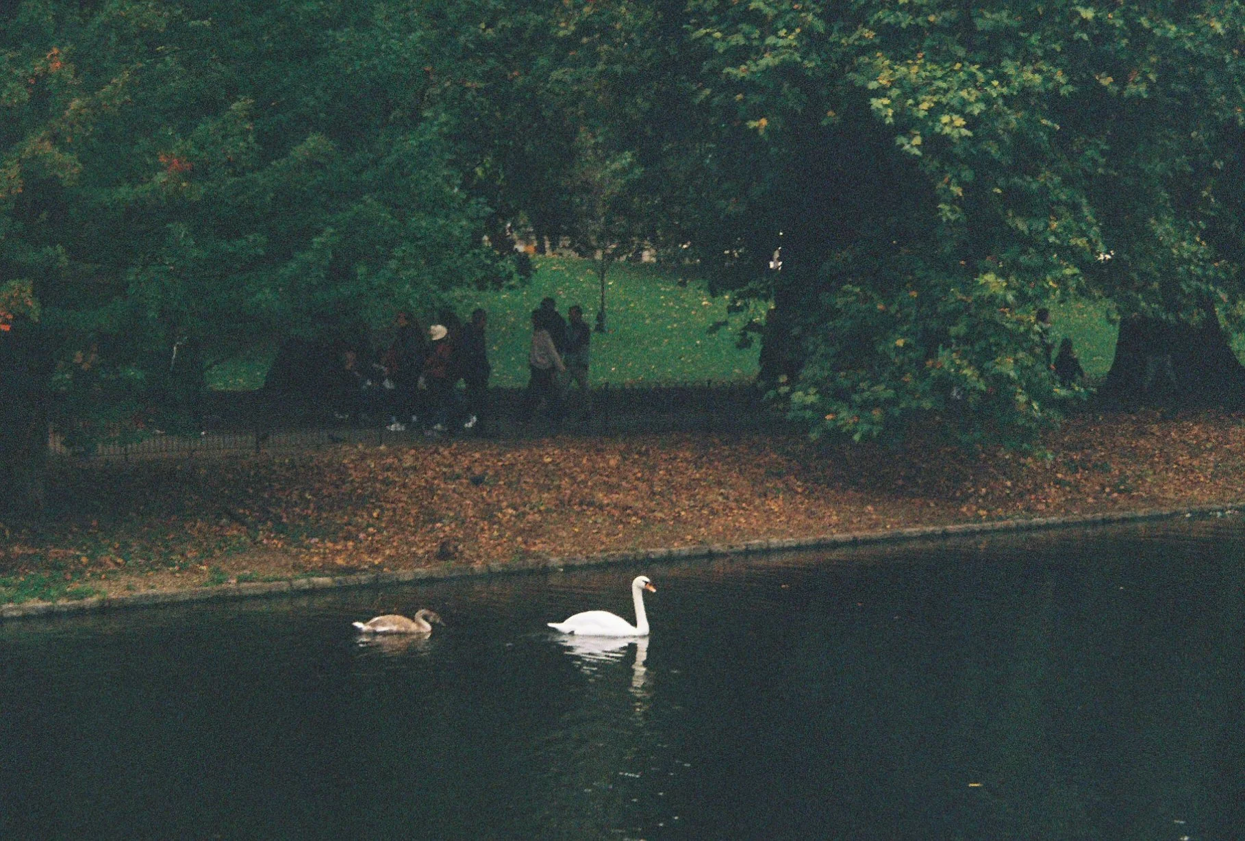 BIRDS