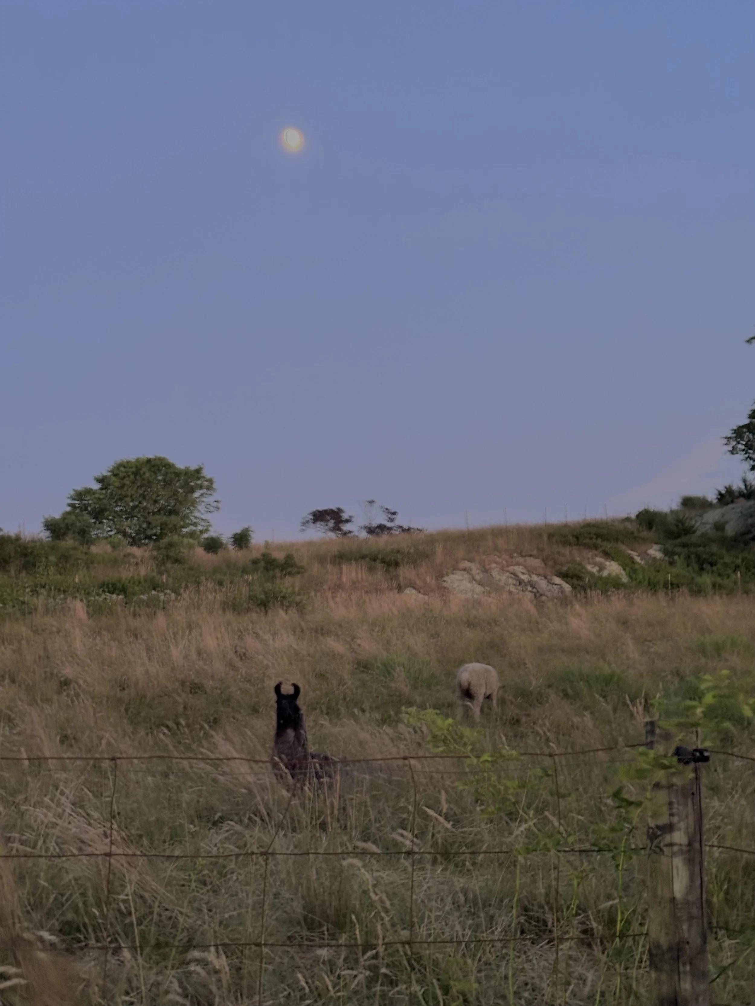 MOON