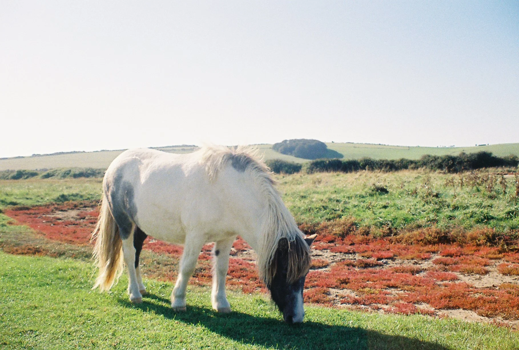 HORSE